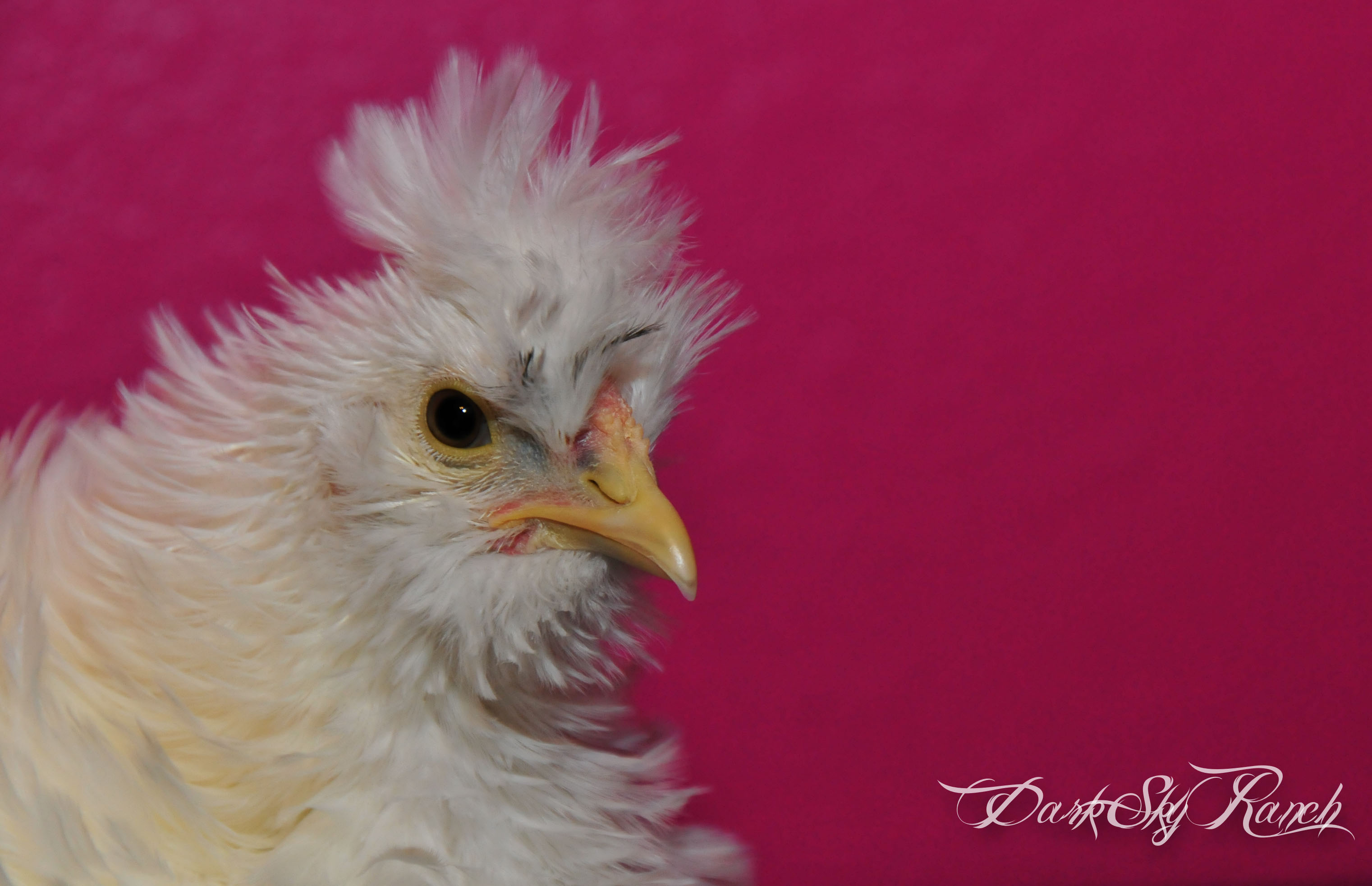 Our frizzle/sizzle mix. @9wks