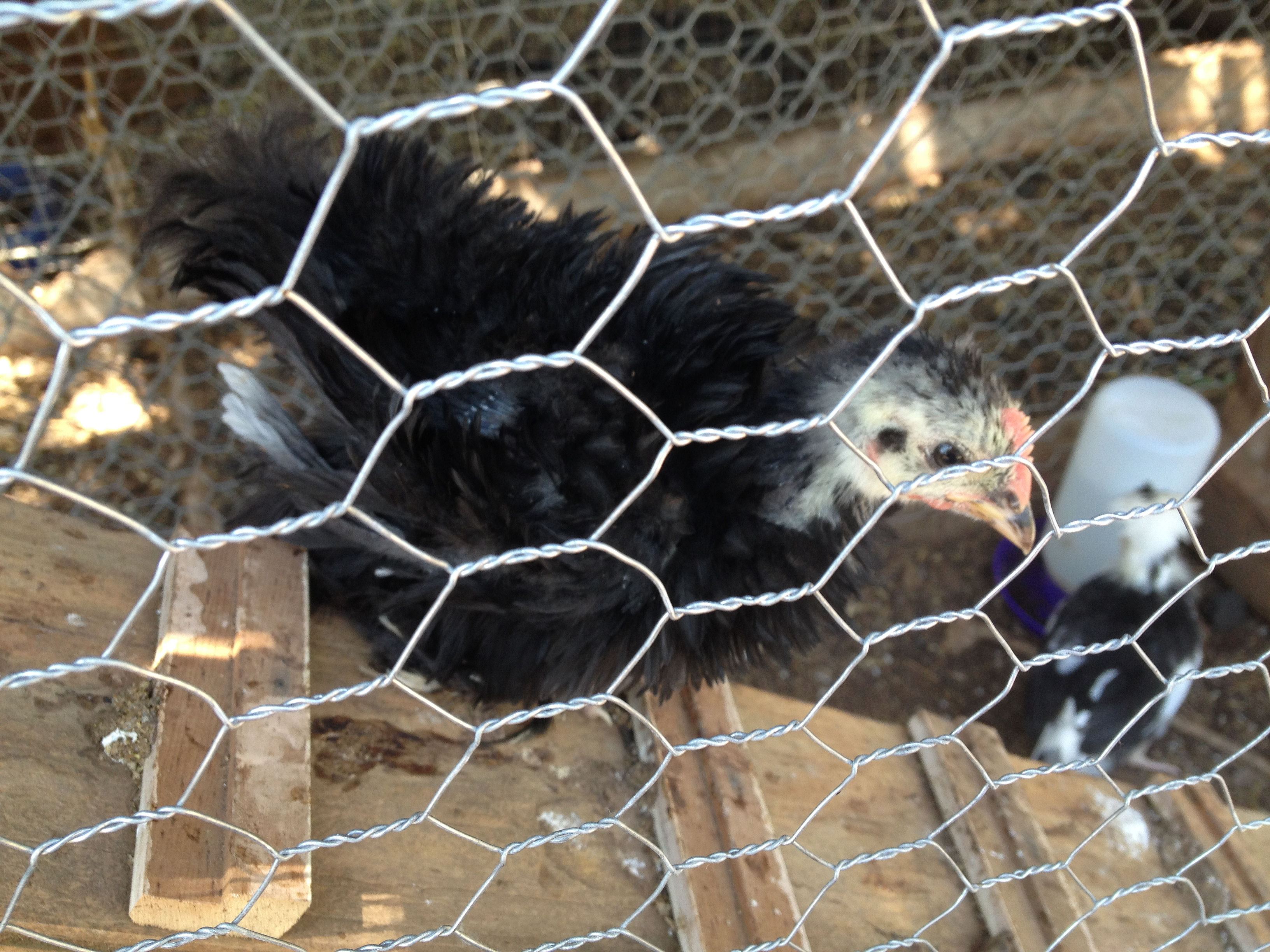 Our Frizzle Wild Thing
