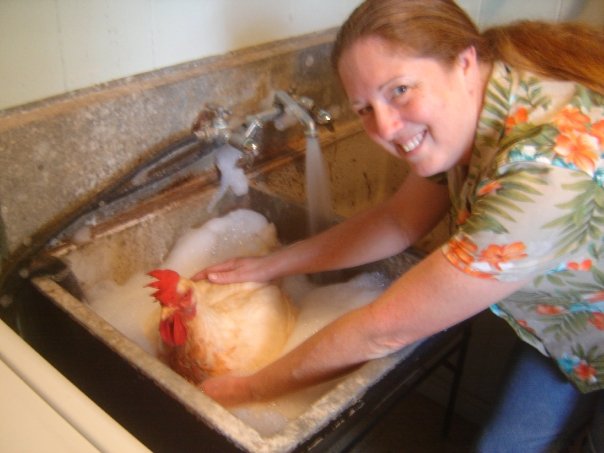 Our giant hen 'Twirp' we had a few years ago. She had a lot of pasty butt so occasionally she got a bubble bath with an organic soap.