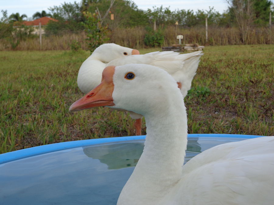 Our girl April in the front (rest in peace) with her best friend, Nine the gander behind her.