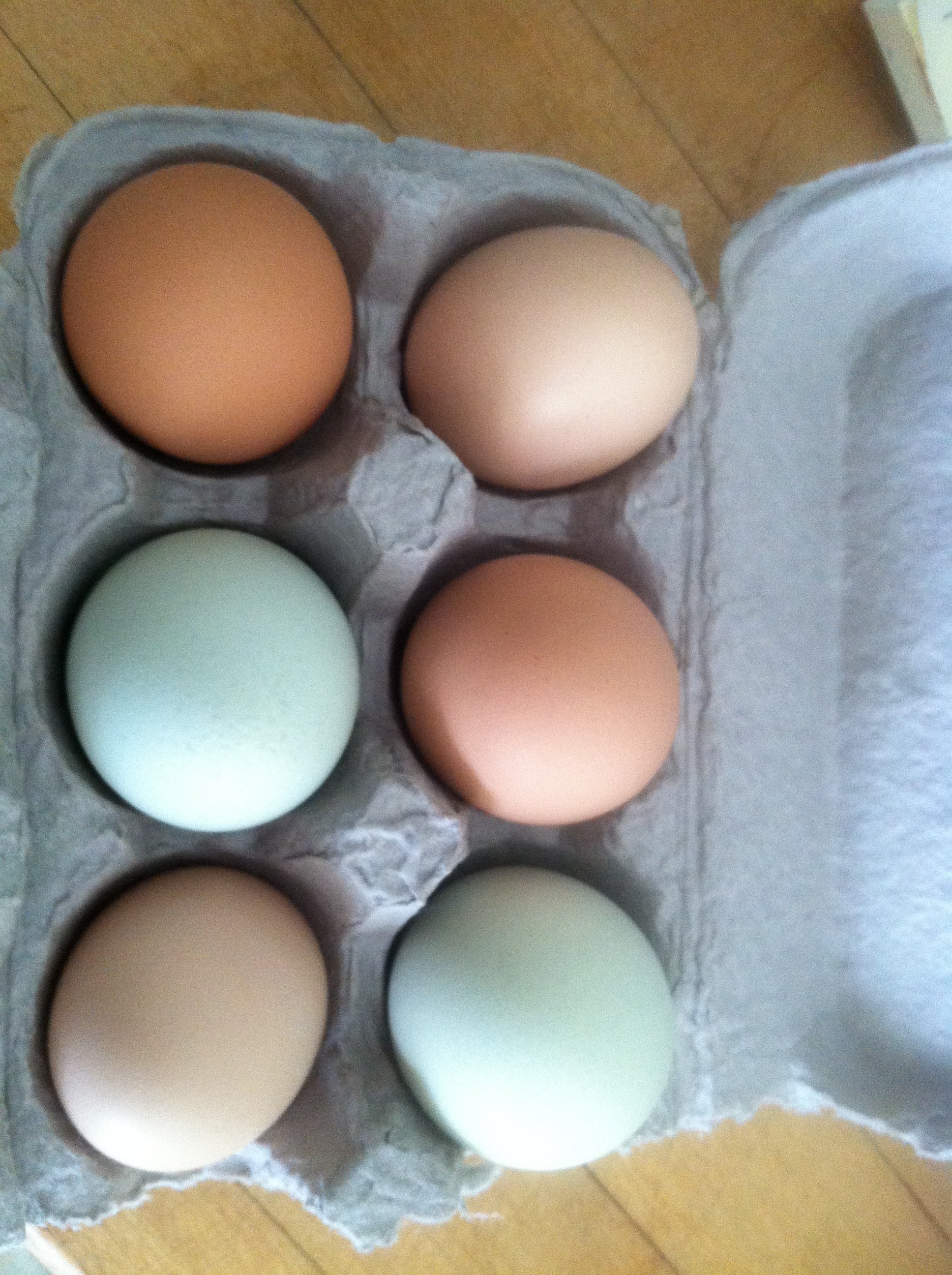 Our girls are now regularly laying an average of 6-9 eggs daily. They span in color from pinkish, speckled brown, blues and greens!  They look beautiful in the carton.