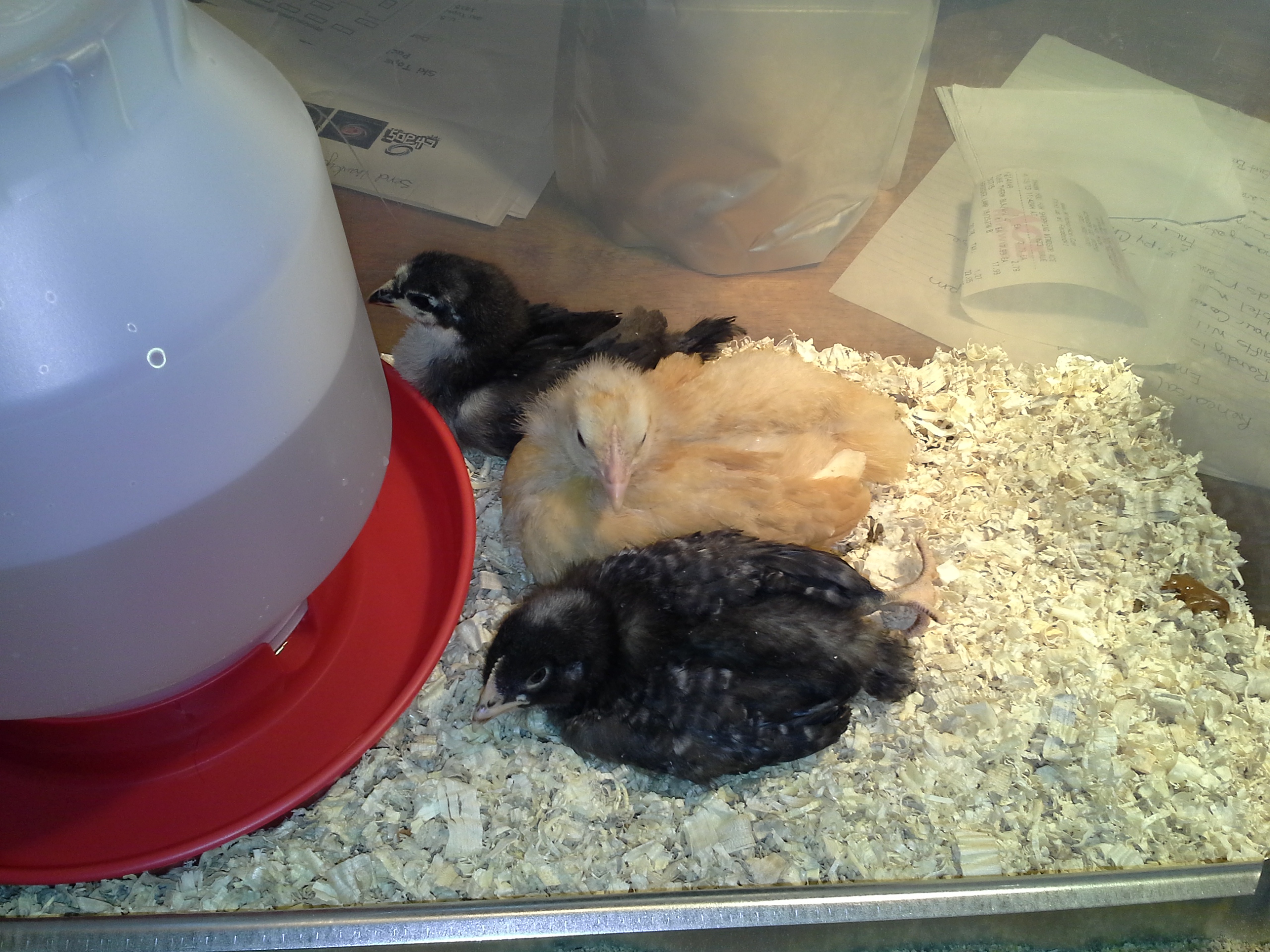 Our girls at 4 weeks old.  Just brought them home.