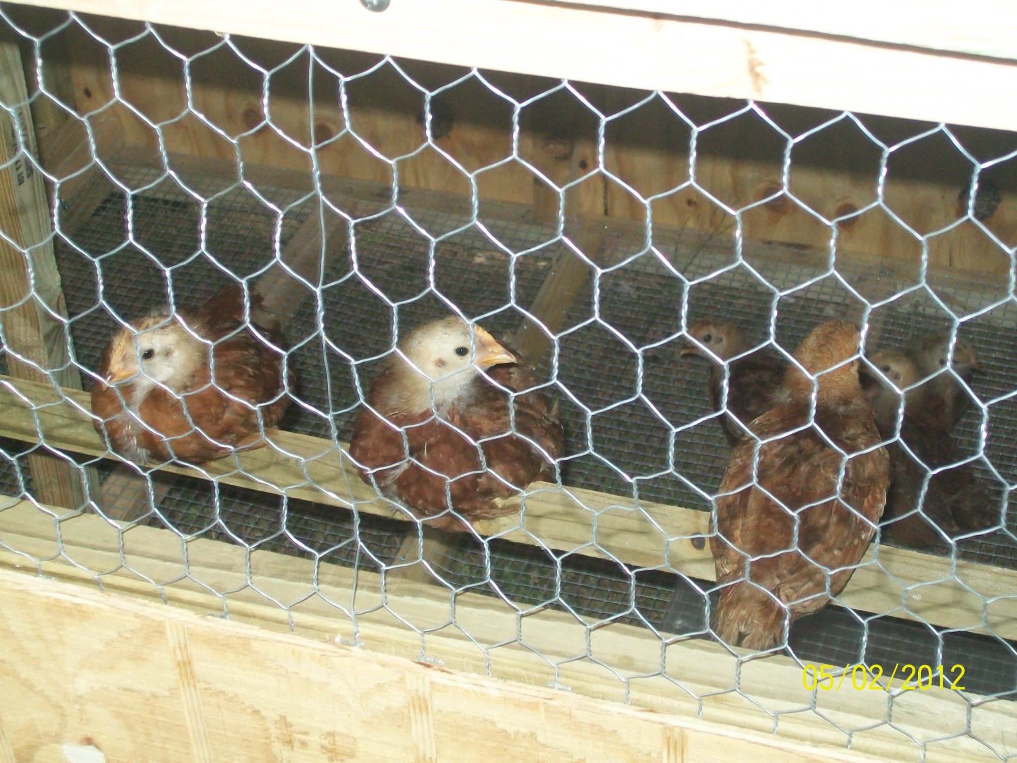 Our girls were right at home in their new Movable Backyard Chicken Tractor.. Now we just sit back and wait for the eggs.. : )