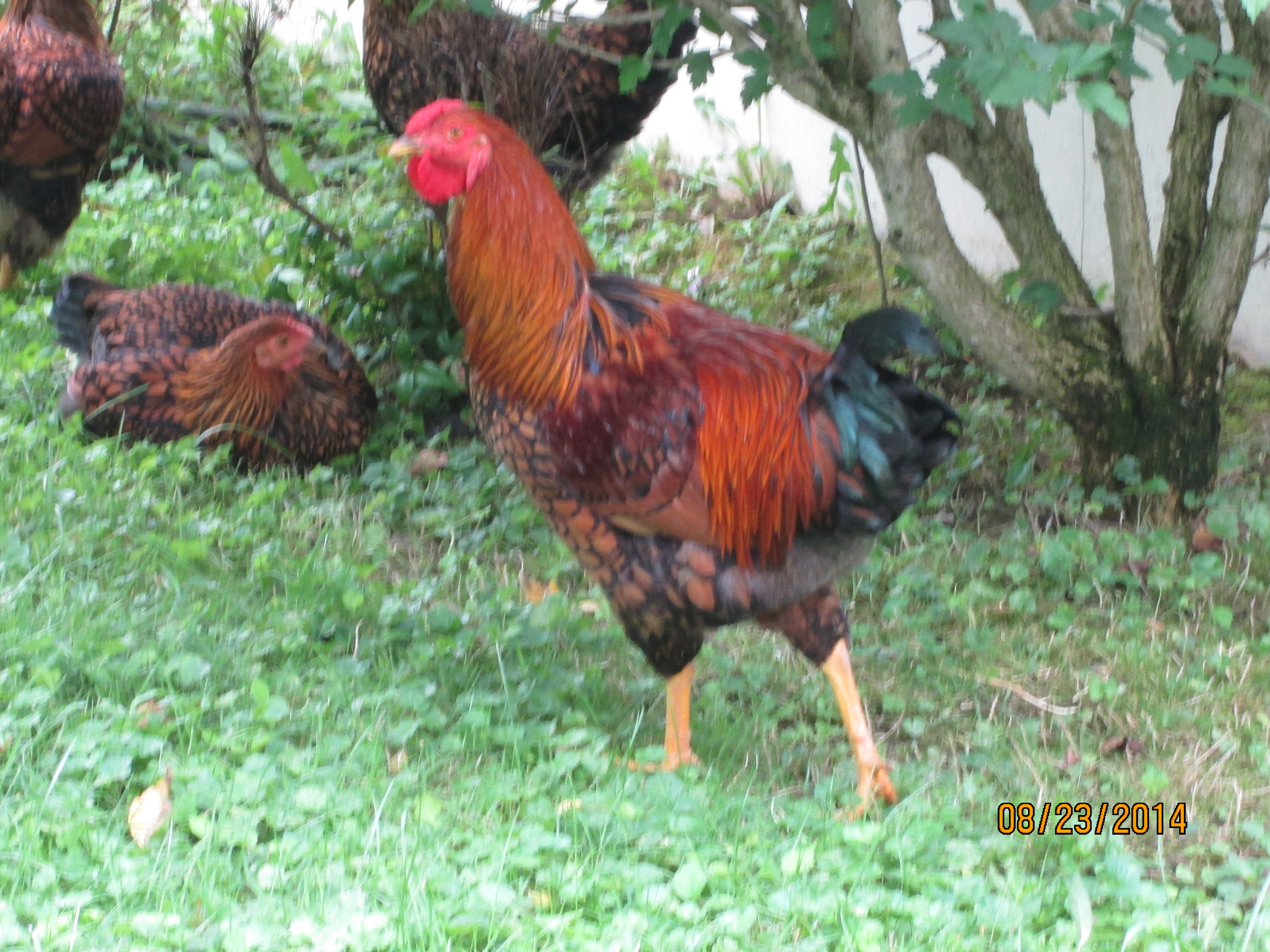 Our Gold Lace Wyandotte Rooster purchased in March 2014 as a chick with his hens and late brother who succumb to a hawk.