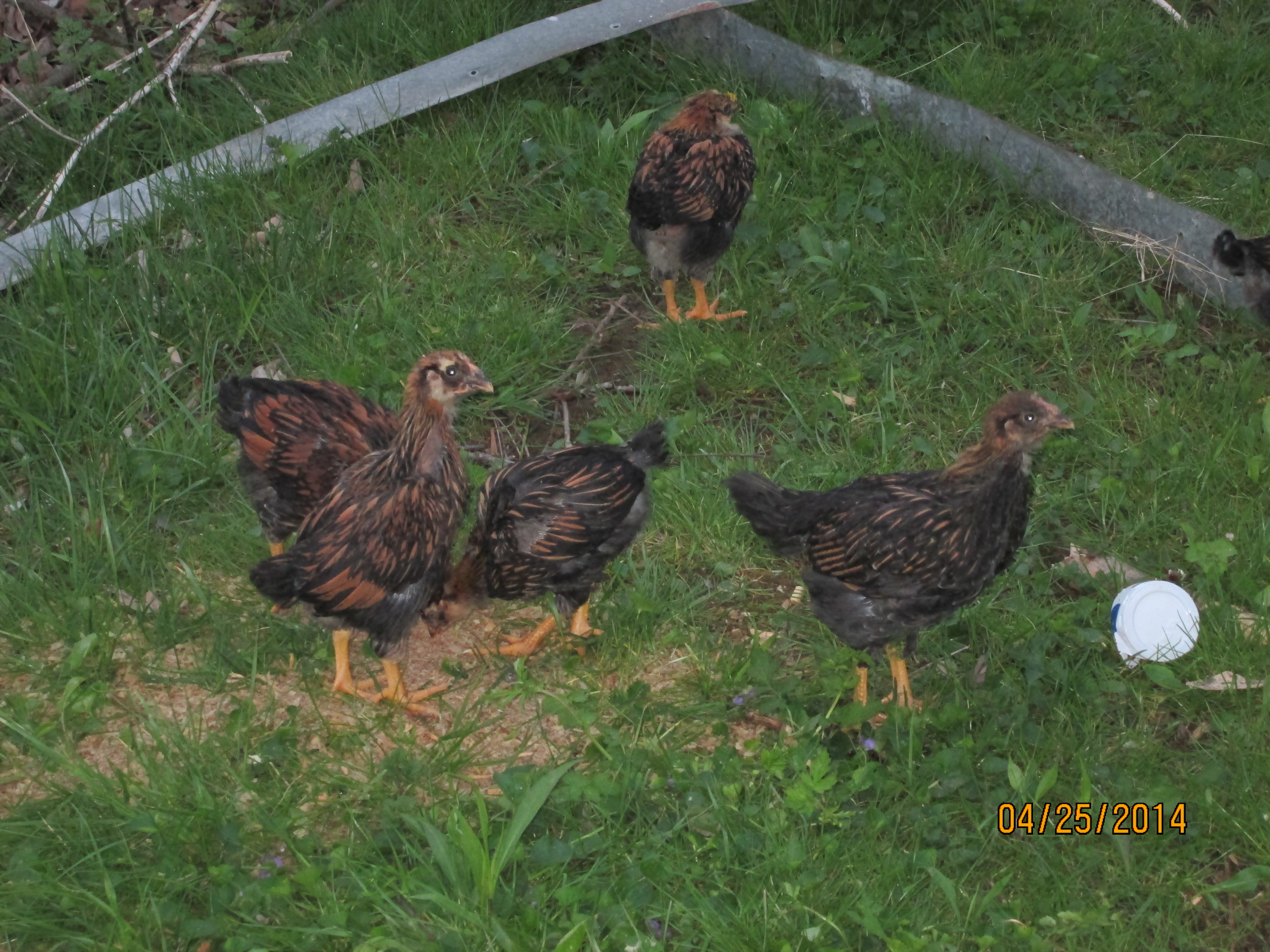 Our Gold Laced Wyandottes as Babies