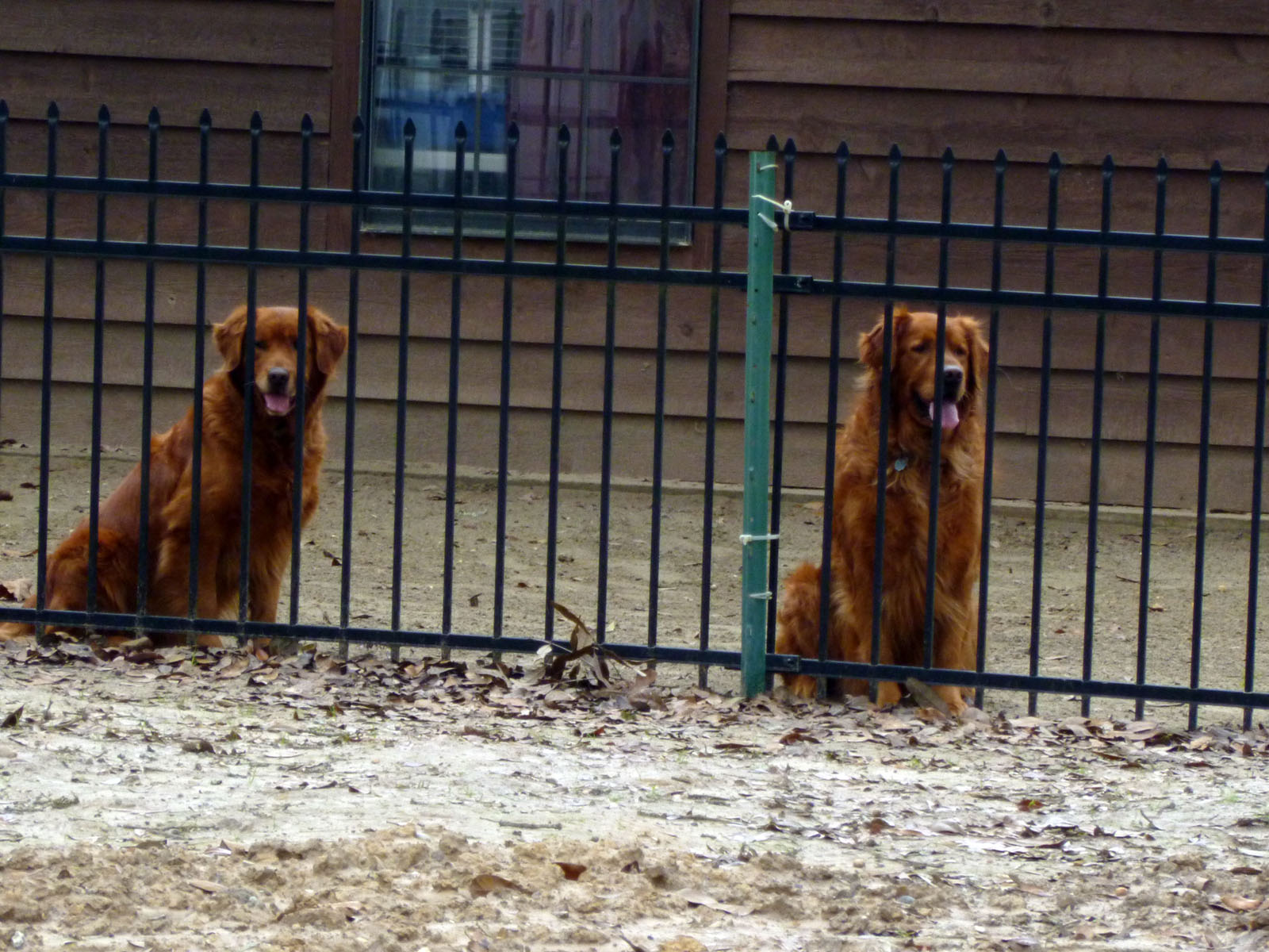 Our Golden Retreivers Scooby and Caesar.