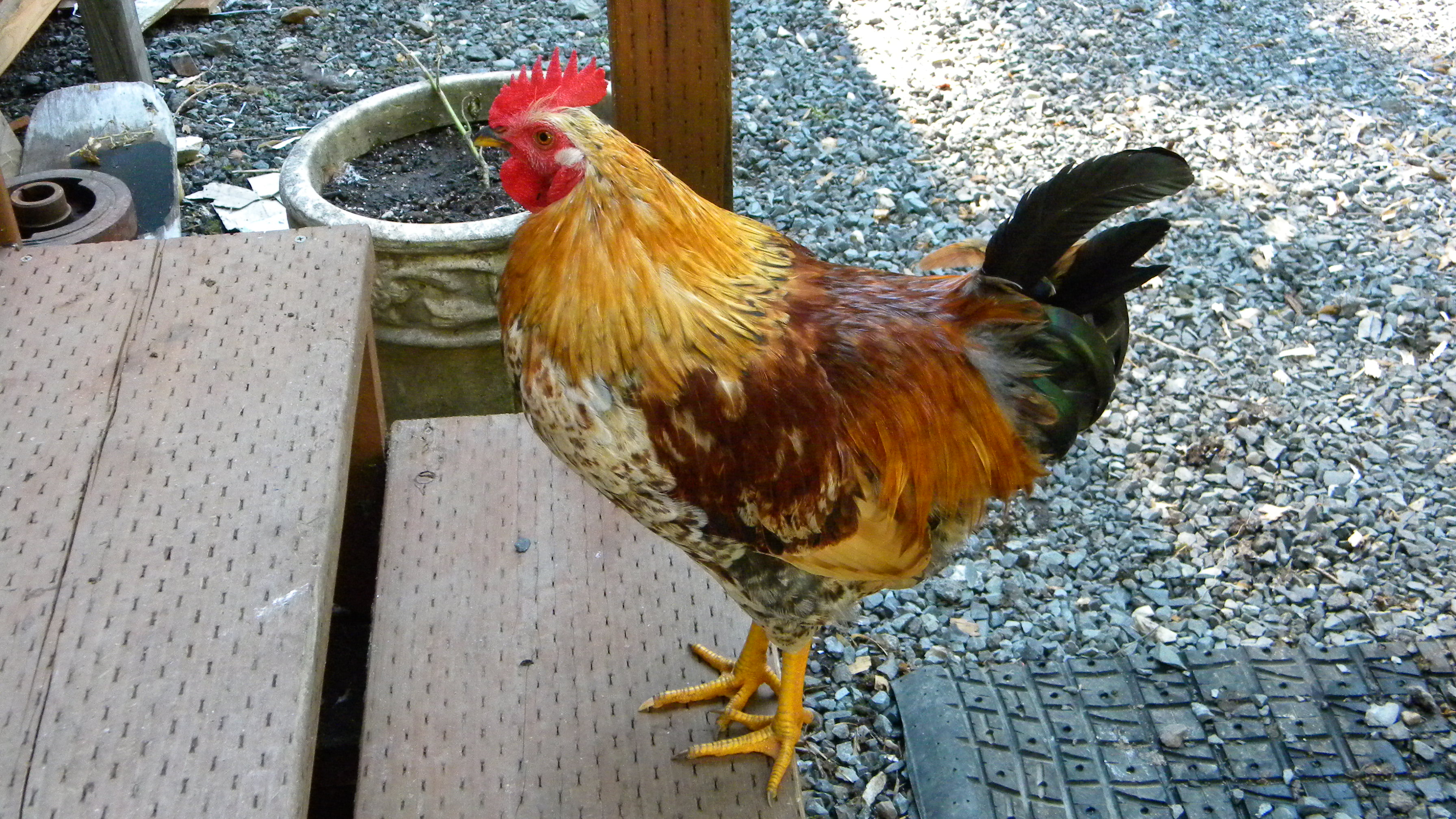 Our gorgeous Mr.Roo he is Americana/Wheaten mix....we think His tail now has long feathers that come down the side..very pretty roo an he gives us big babies :) since this picture he has gained more weight and probably 3 inches taller putting im at probably 14" tall and very broad.