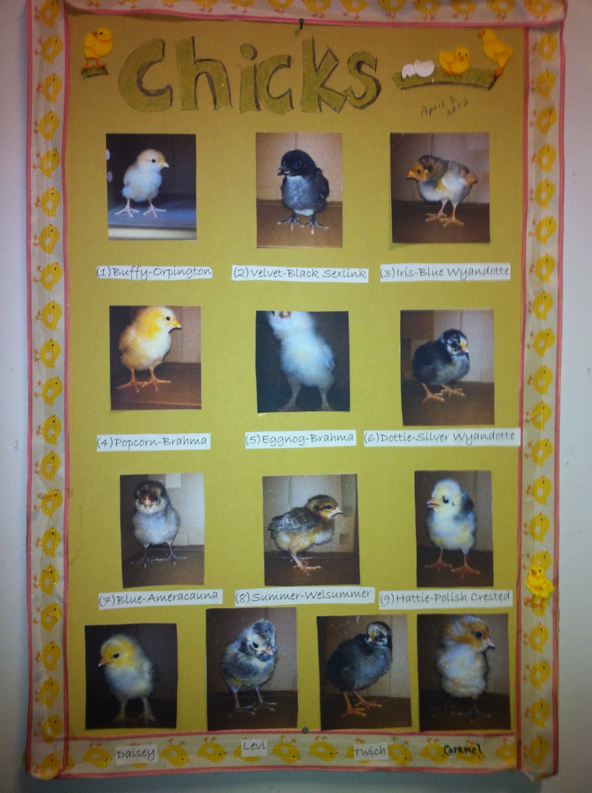 Our granddaughters photographed all the chicks, gave them names, and made this poster to help us remember who is who.