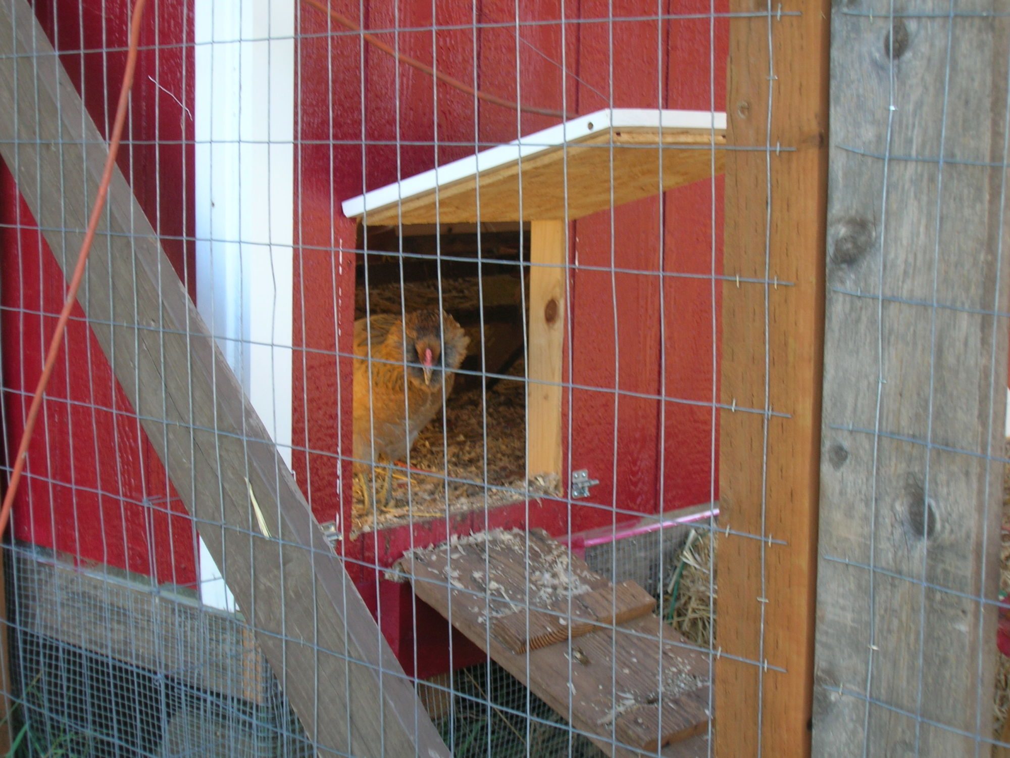 Our Gray Ameraucana checking the ramp for safety issues - she wont come out of the coop...