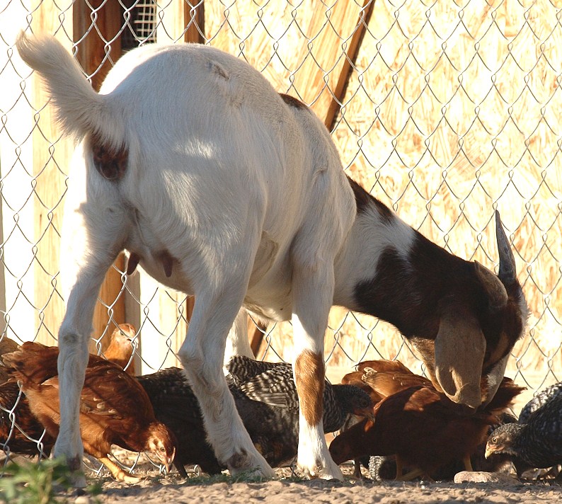 Our growing chicks with their "guard goat" Gabby