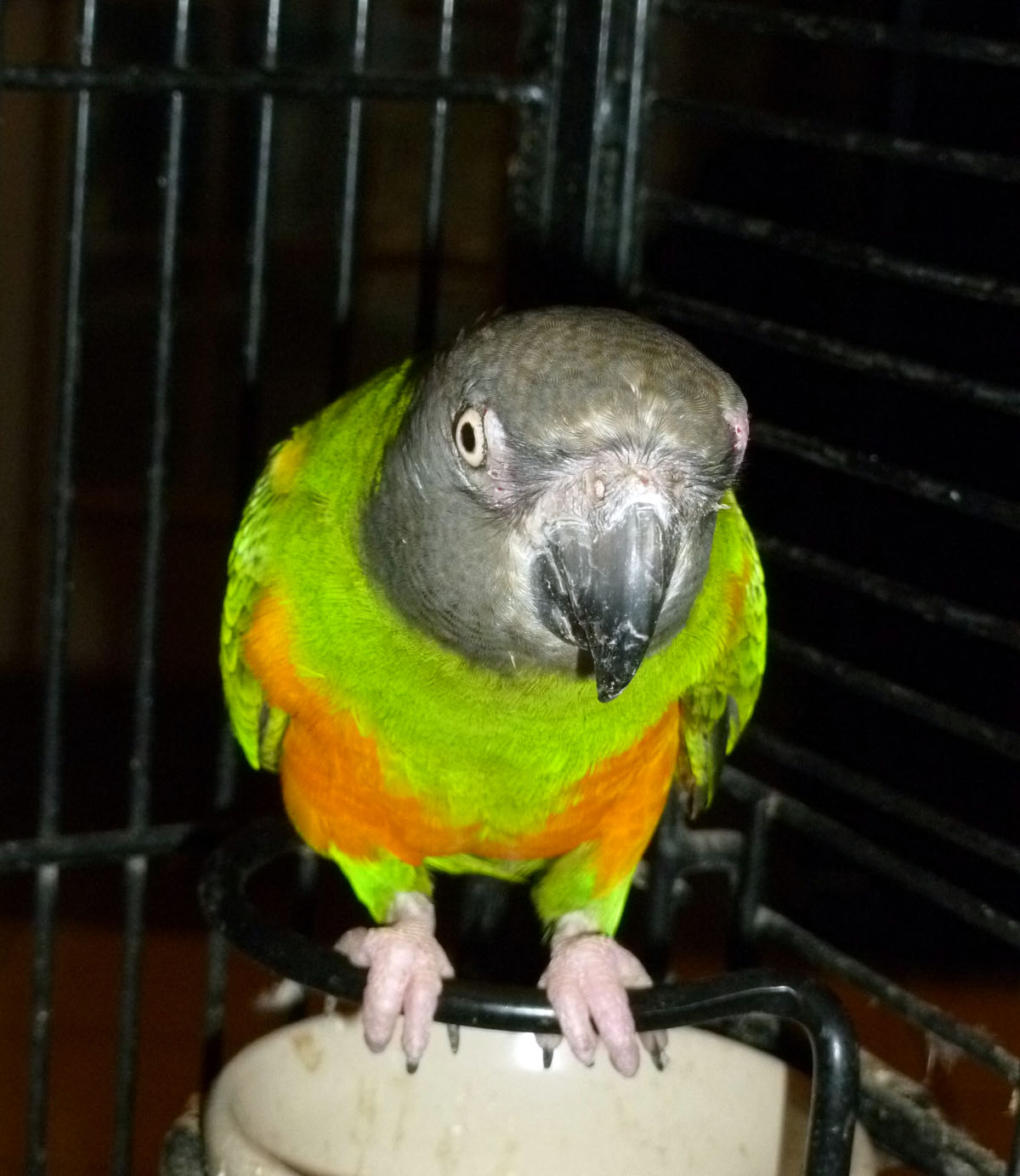 Our grumpy Senegal parrot Shigglebop.