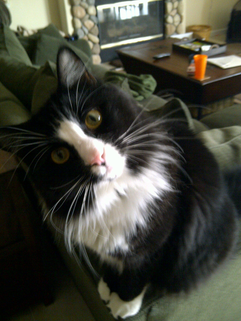 Our "guard cat" JJ  - 15 pounds of ferocious fur.  Hopefully he will convince the hawks to stay clear of our yard and chickens!