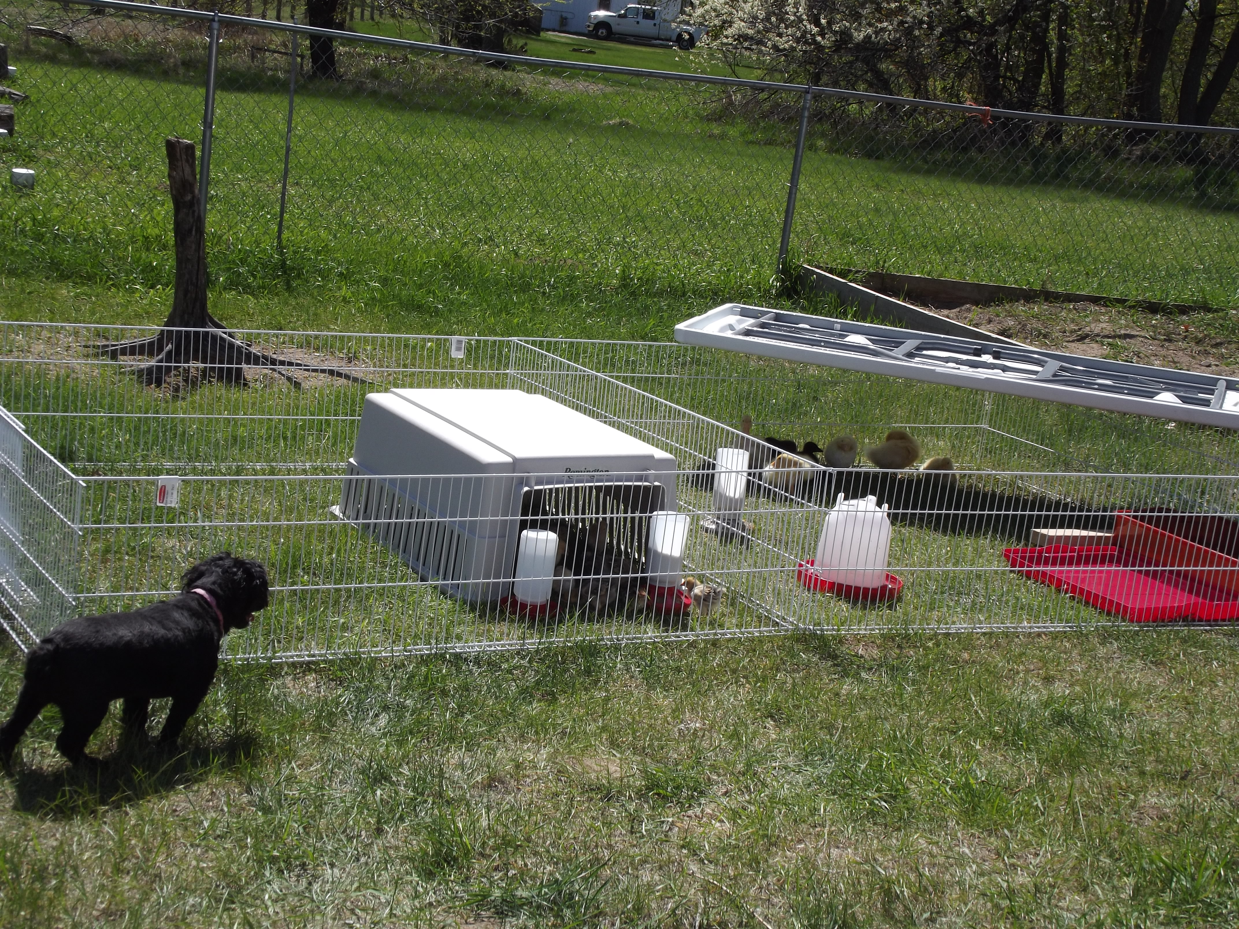 our guard dog keeping our babies safe