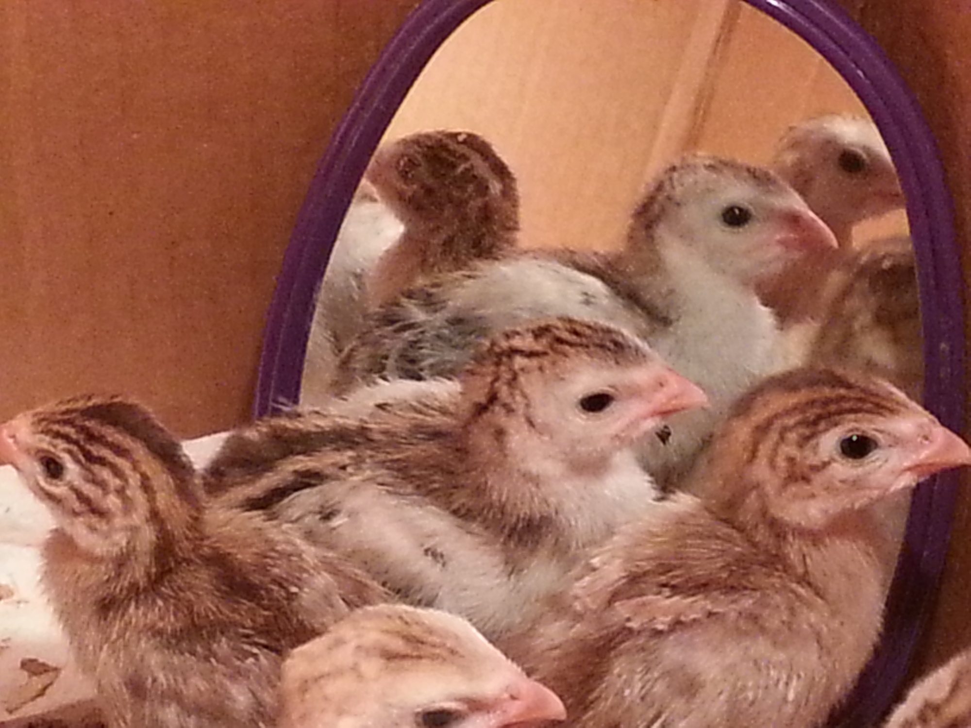 Our guinea keets checking out the mirror we put in their brooder box.