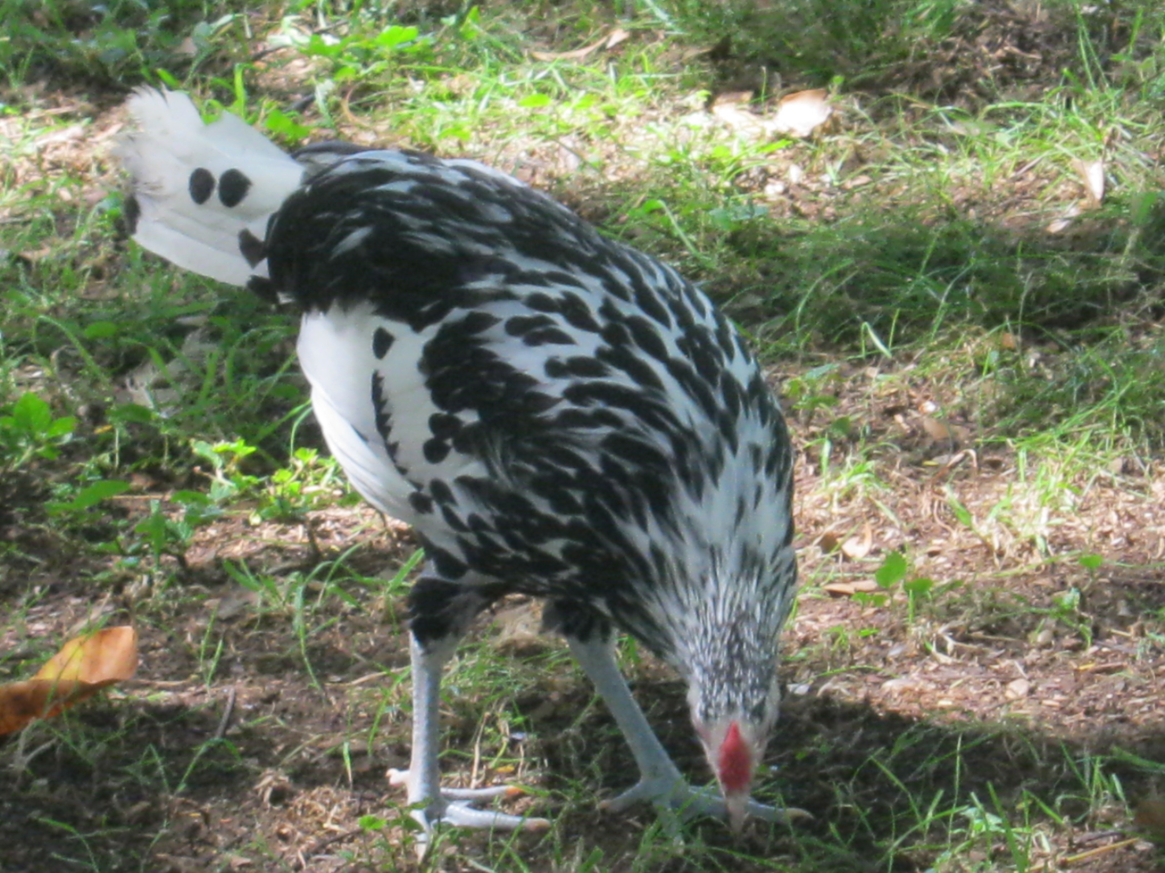 Our hamburg rooster.