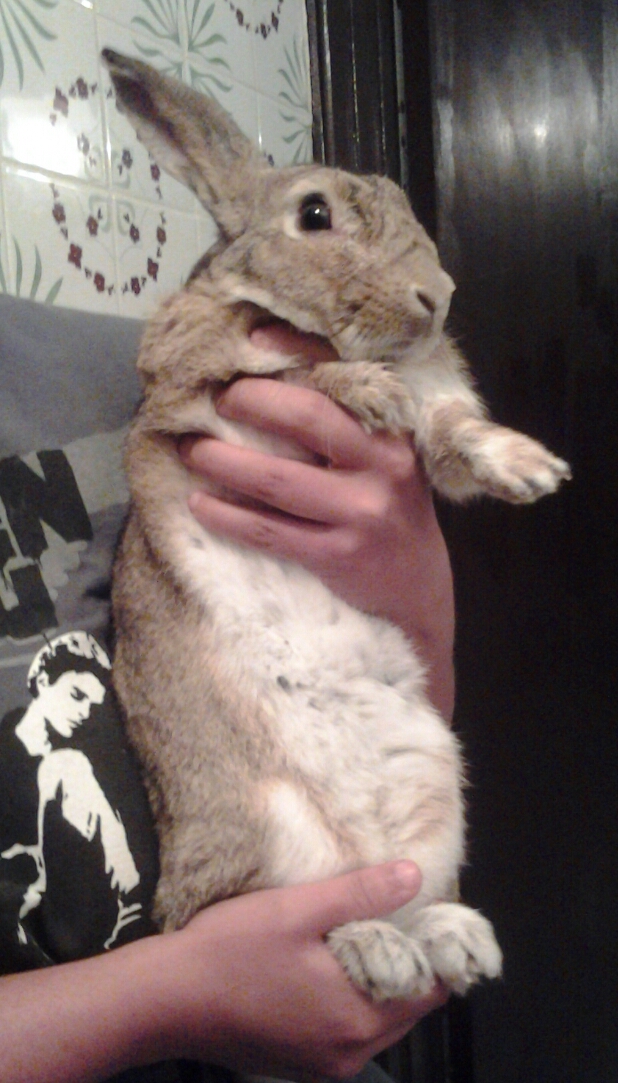 Our handsome rabbit "Mere". Any ideas on breed? Current weight 2 kilos. Solid, looking for ♥, Batchelor pad with great view of city. Garden and lots of chicks!
