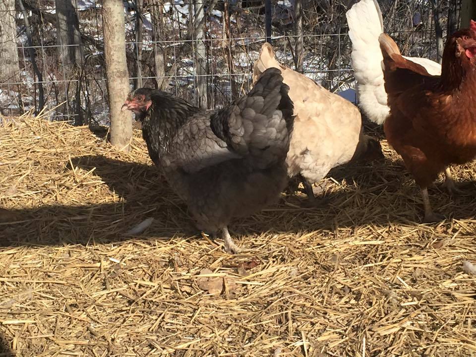 Our hen "Blackie" of unknown ancestry; she lays a lightly tinted green egg though so I call her and Easter Egger