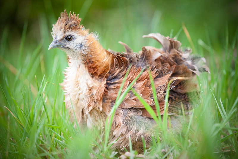 Our Hen Captain when about 9 - 10 weeks old