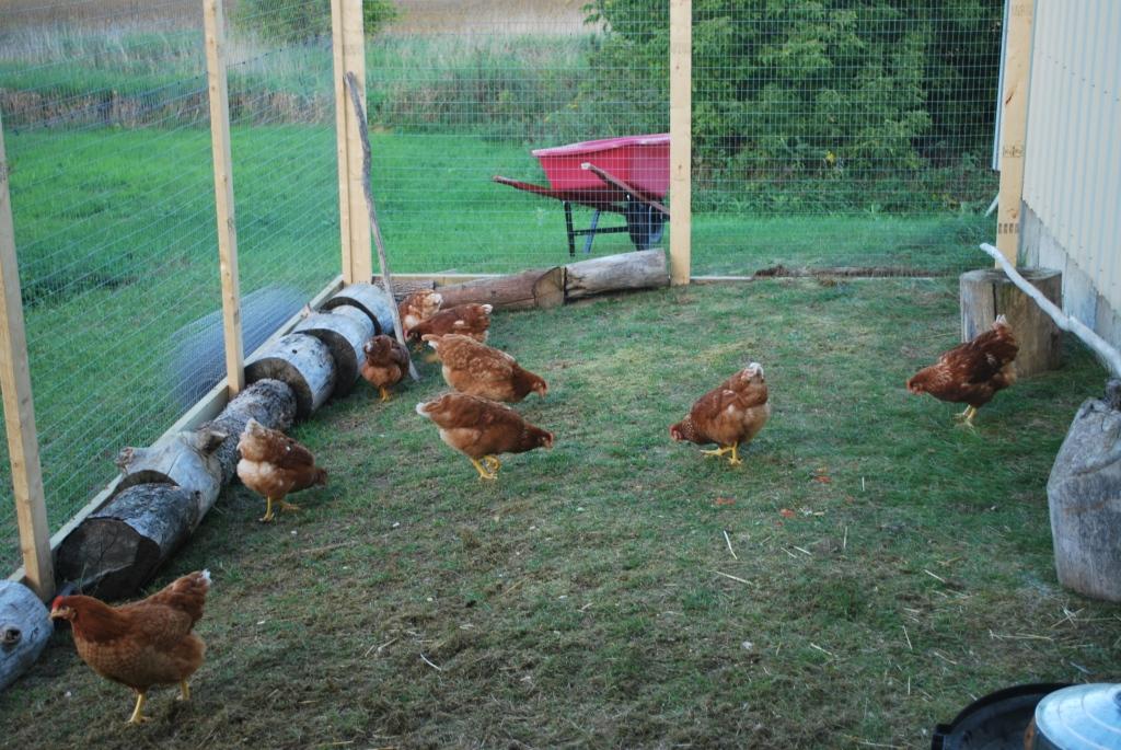 Our hens arrived- I was so distressed to discover their beaks had been trimmed by the hatchery. :(