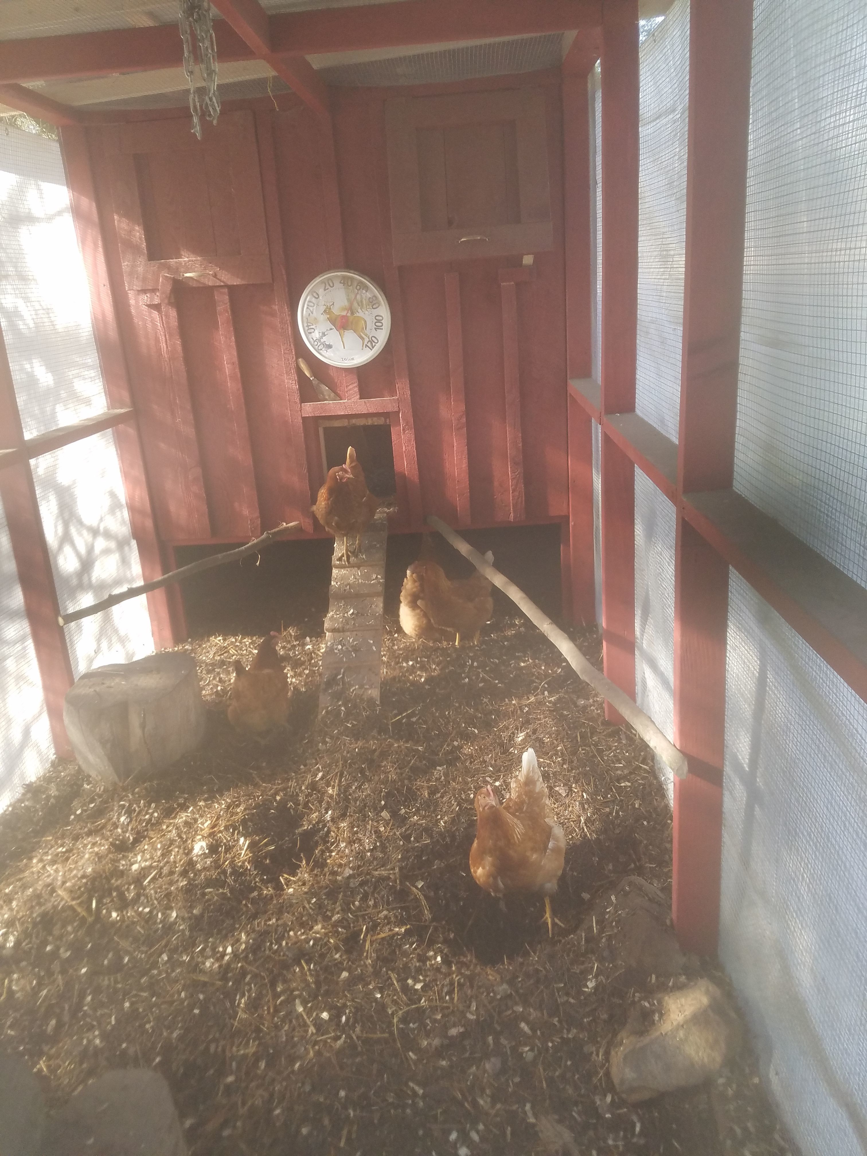 our hens enjoying a nice 60 degree Feb. day