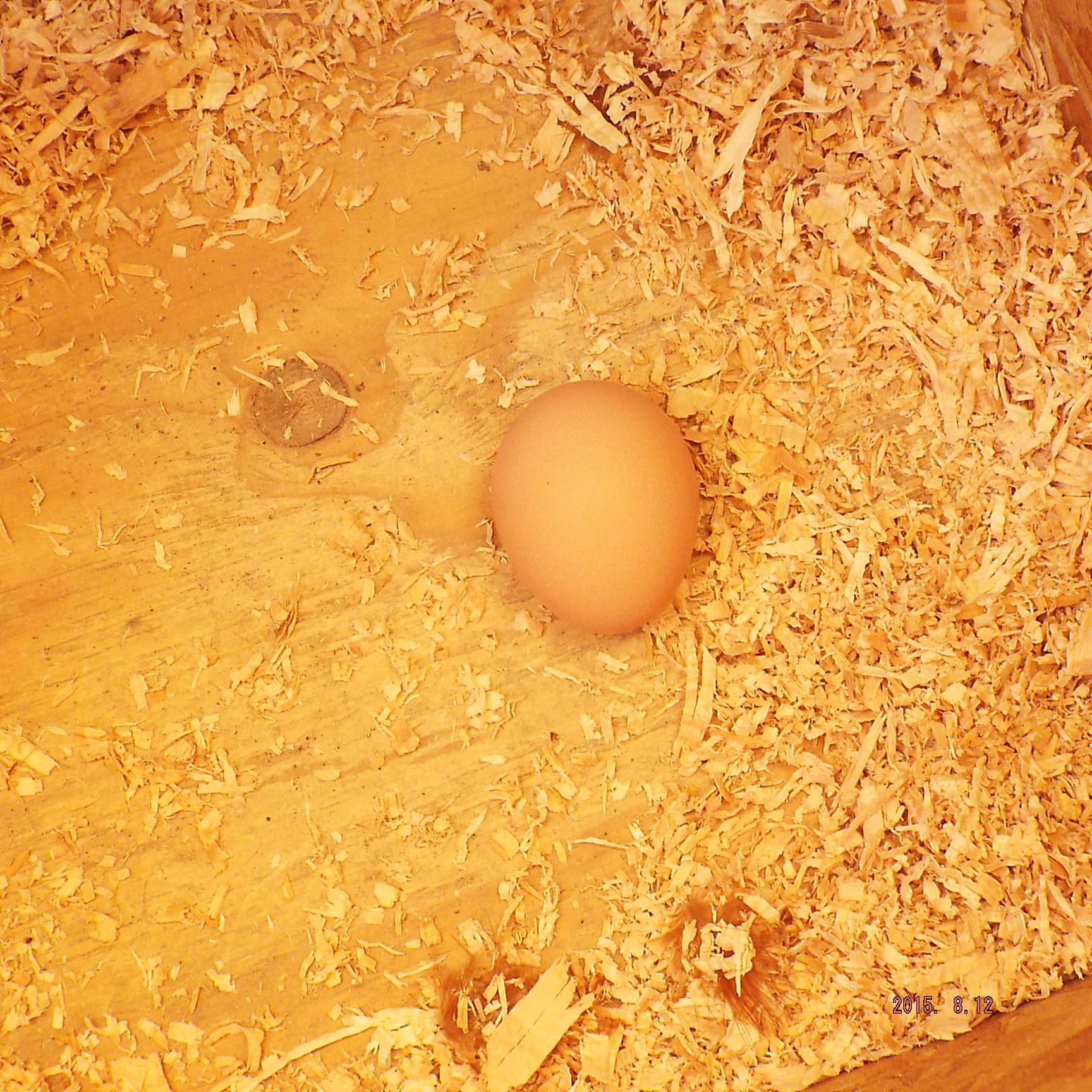 our hens first egg!! Approximately July 22, 2015.