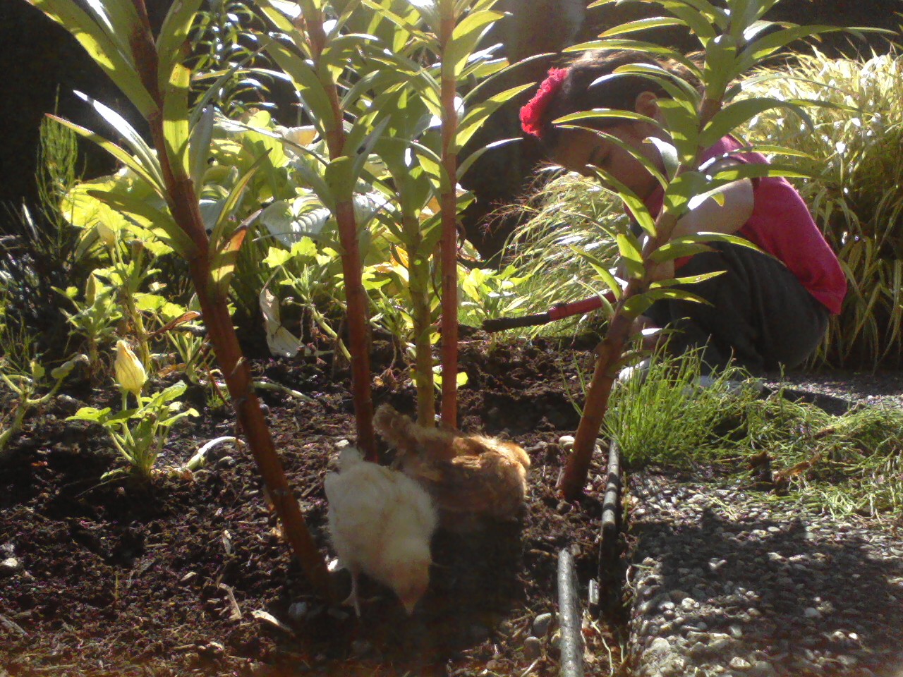 Our Hunger Hens flock is learning to forage for insects.