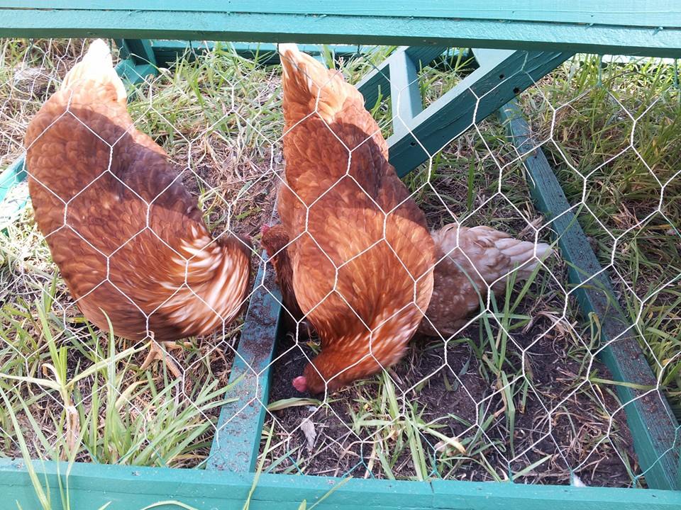 *
Our Isa Brown chooks having their first dig:-)