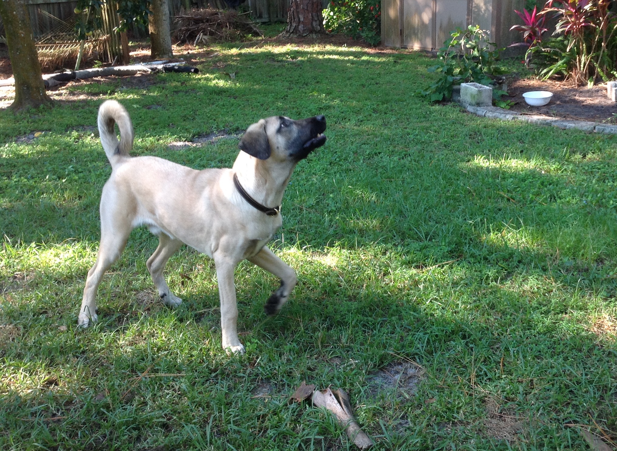 Our Kangal at 6 months. He is watching a hawk fly over, barking and following.