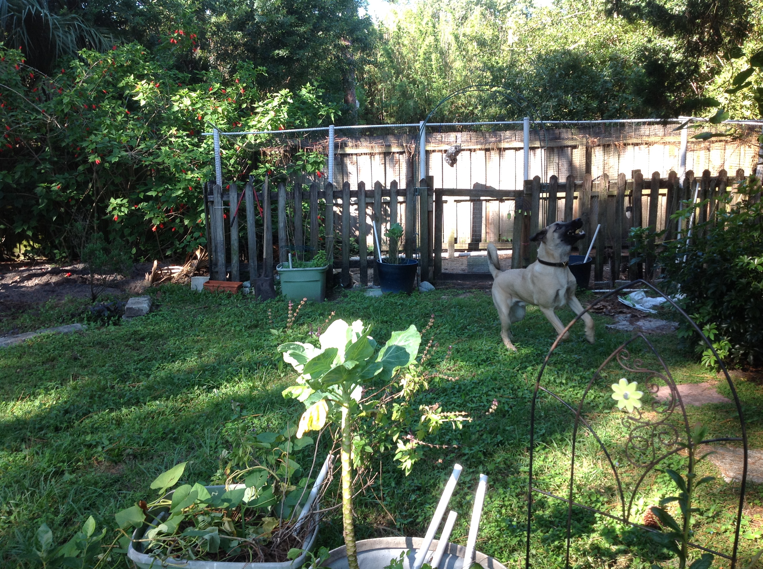 Our Kangal at 6 months. He is watching a hawk fly over, barking and following.