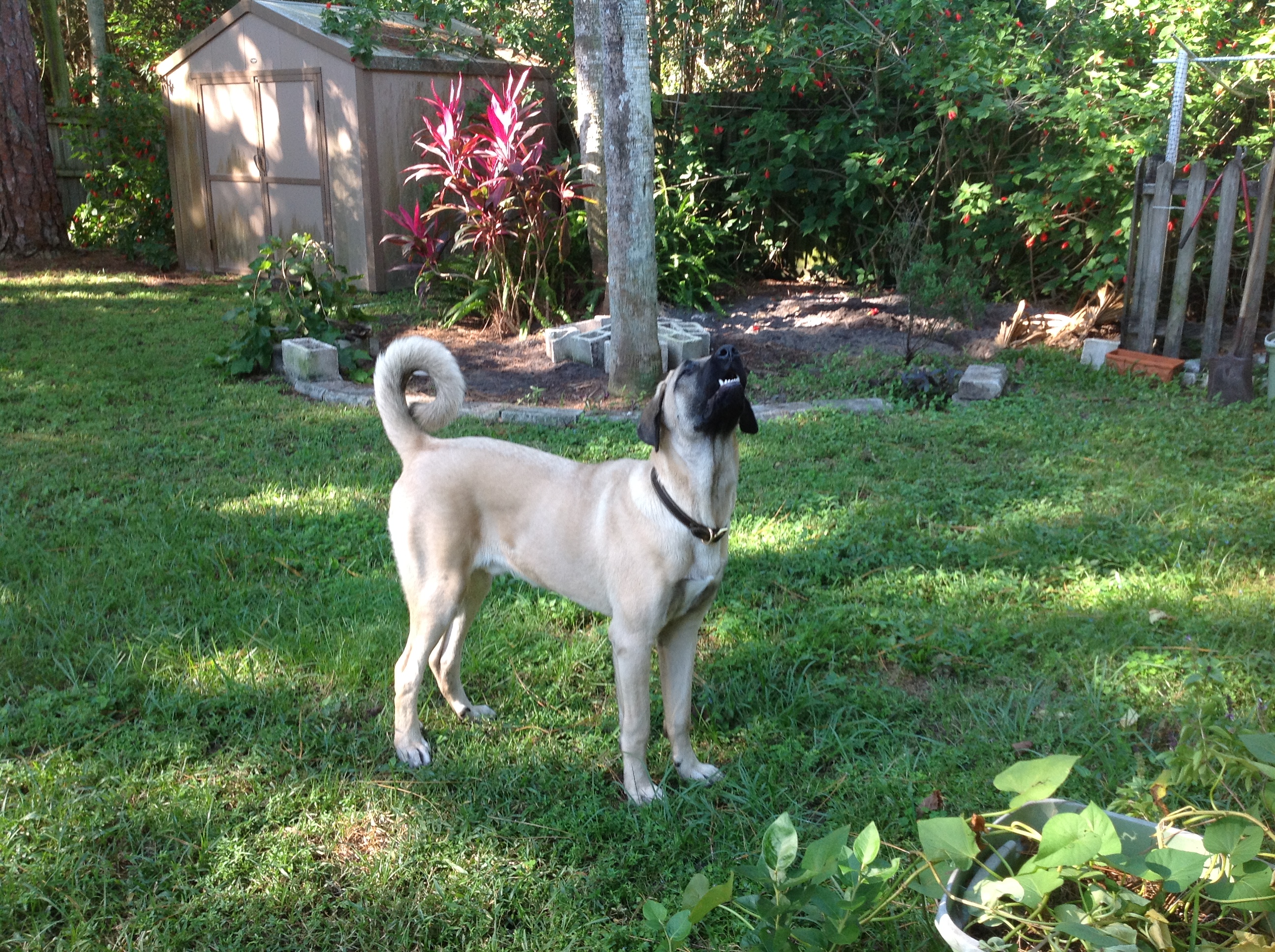 Our Kangal at 6 months. He is watching a hawk fly over, barking and following.