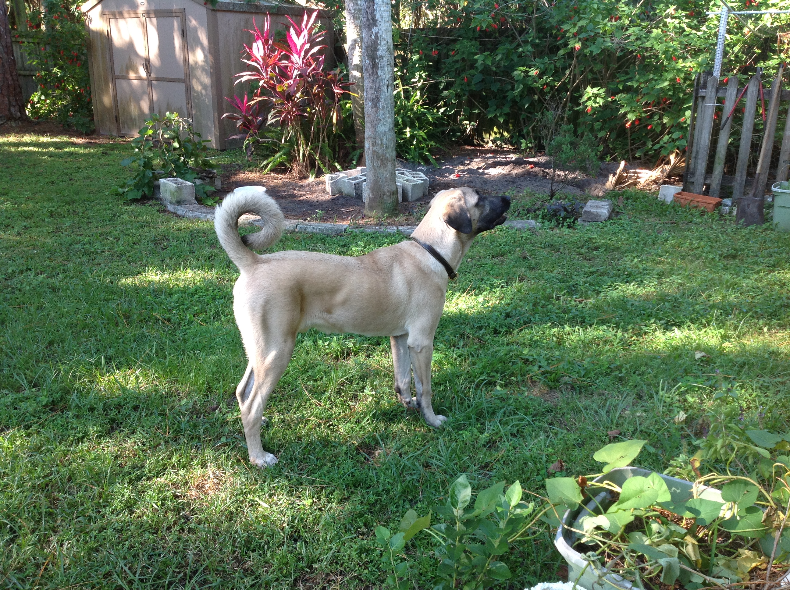 Our Kangal at 6 months. He is watching a hawk fly over, barking and following.