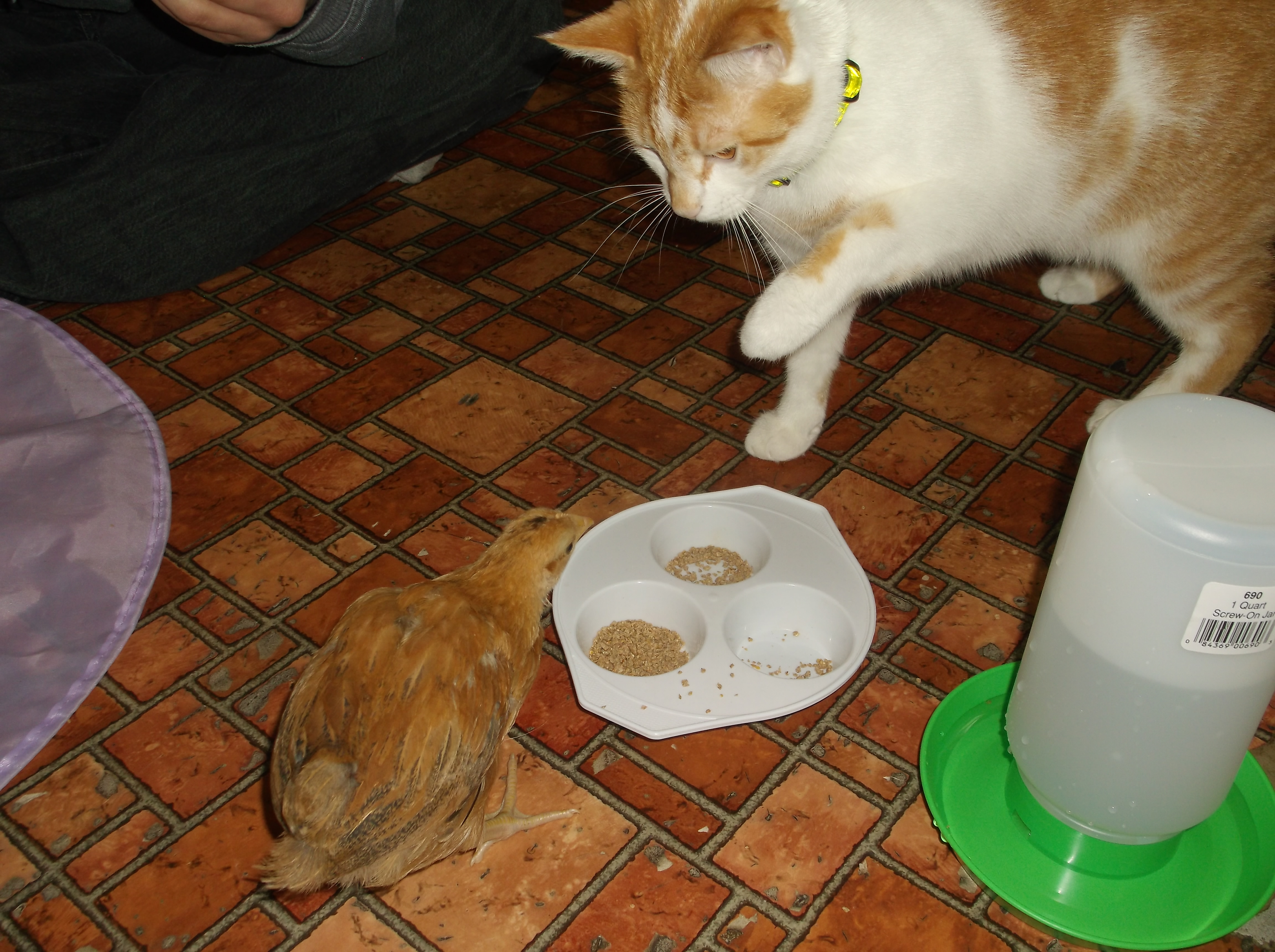 our kitty pyara meeting eggitha for the first time  and asking why we  are now keeping food as a pet
