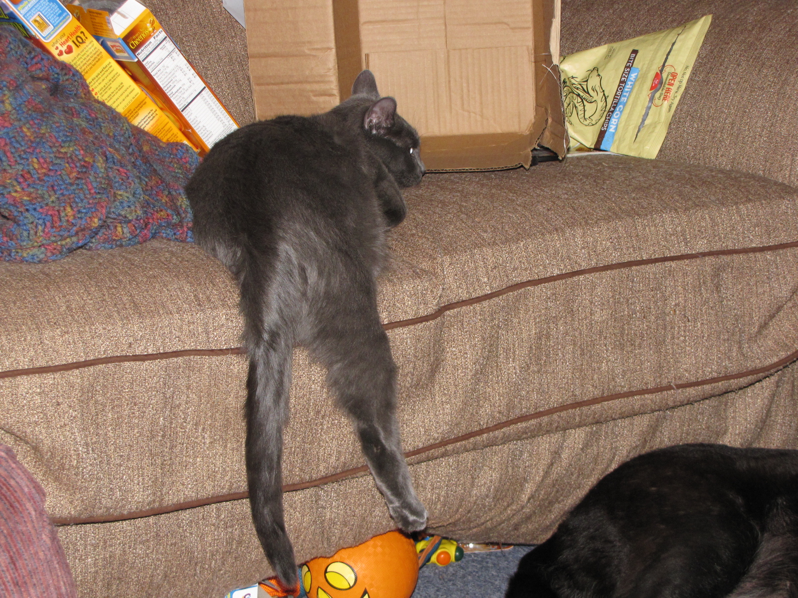 Our kitty Thor was too lazy to find a less crowded place to sleep:)