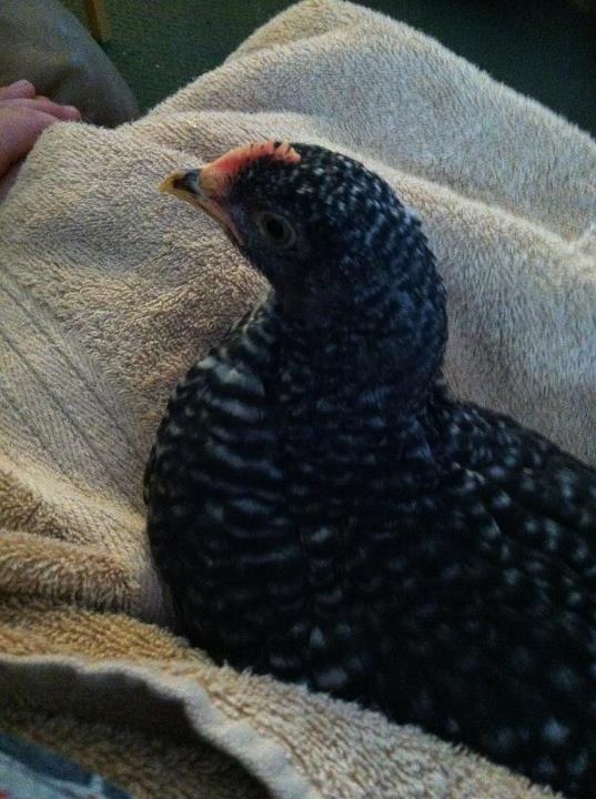 our "lap chicken" loves to be held