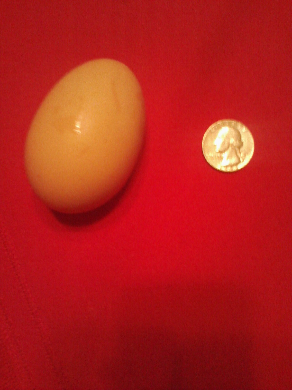 Our largest egg so far