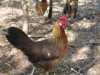 Our late chicken, pepper. A hawk attacked her, no thanks to our coward rooster. She always layed eggs, never missed a day.