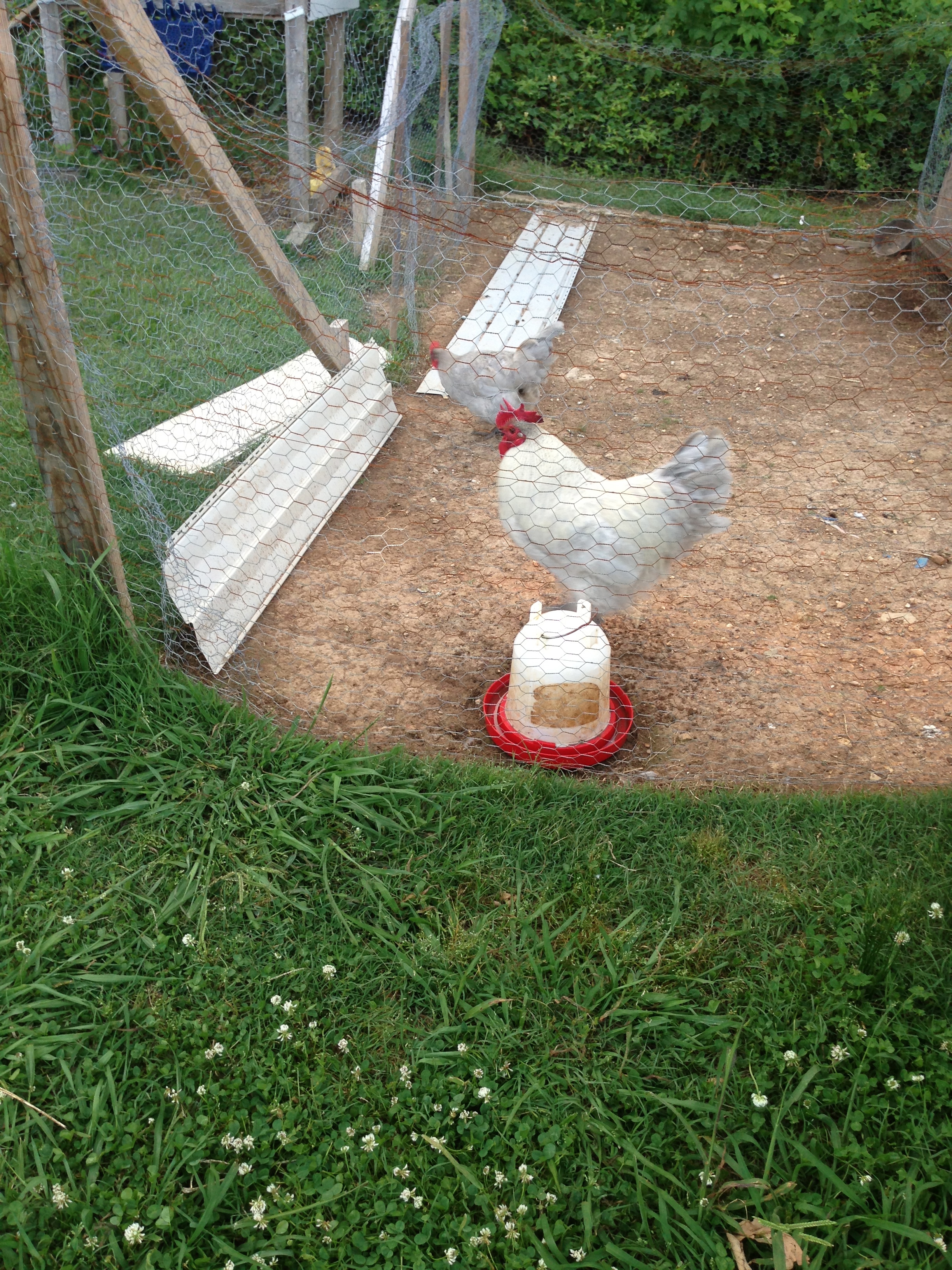 Our Lavender Orpington Rooster