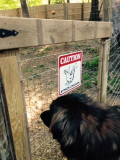 Our Leonberger, Chewie, checking out his new pals wondering how to get in there.