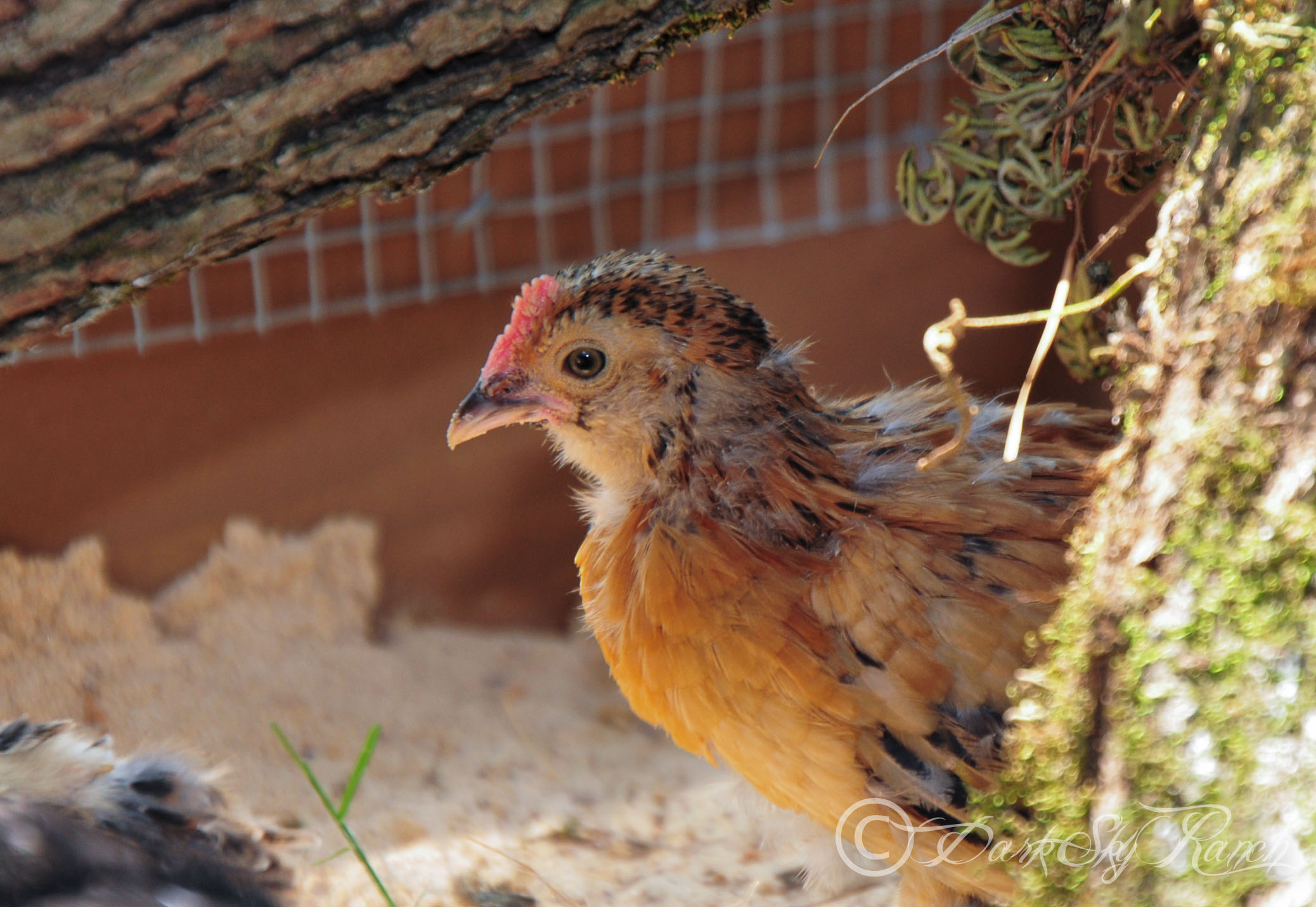 Our lil D'uccle, I'm guessing its a roo :( About 4.5 weeks here.