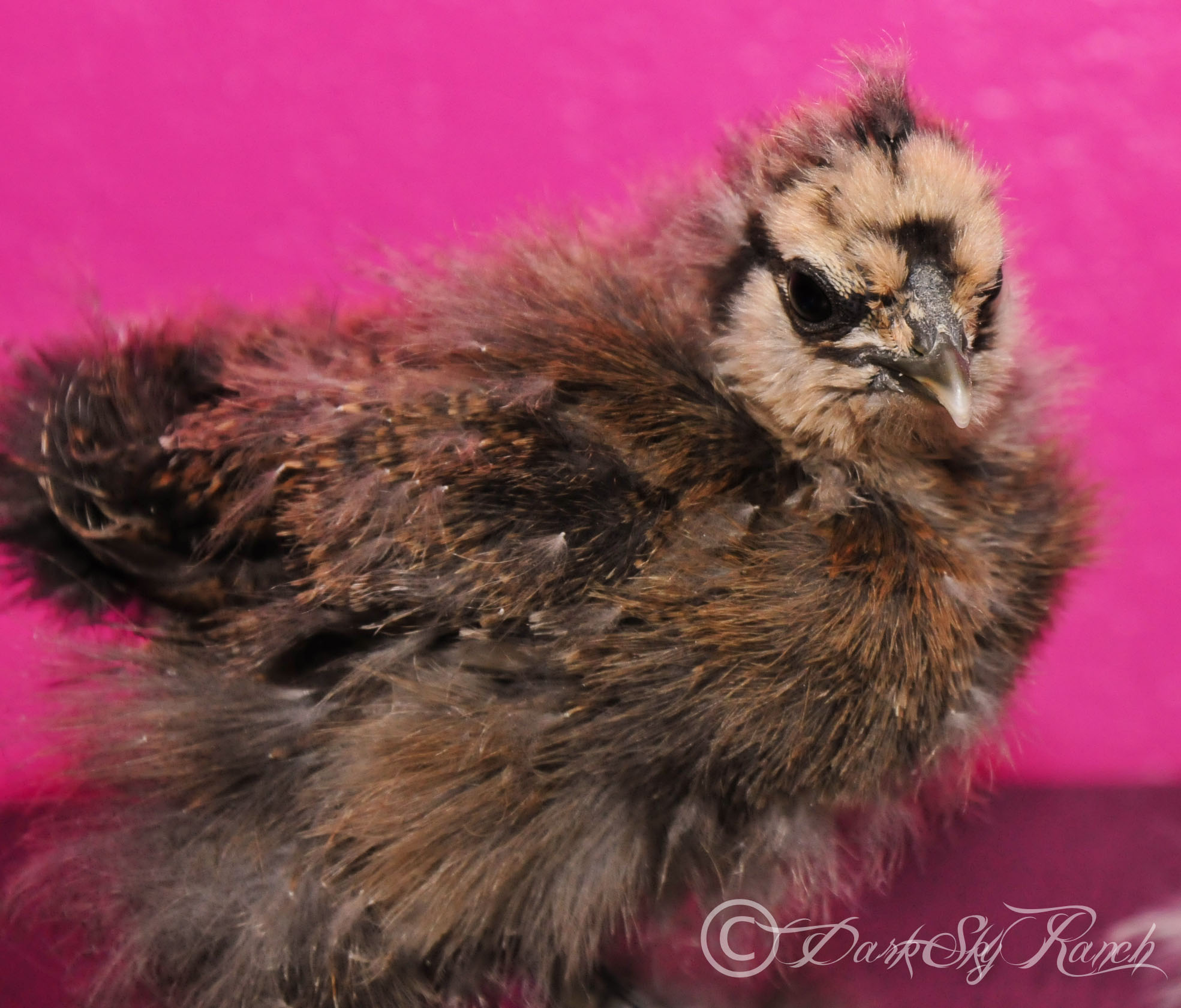 Our lil tiny runt Silkie, Scrambled, @7 weeks