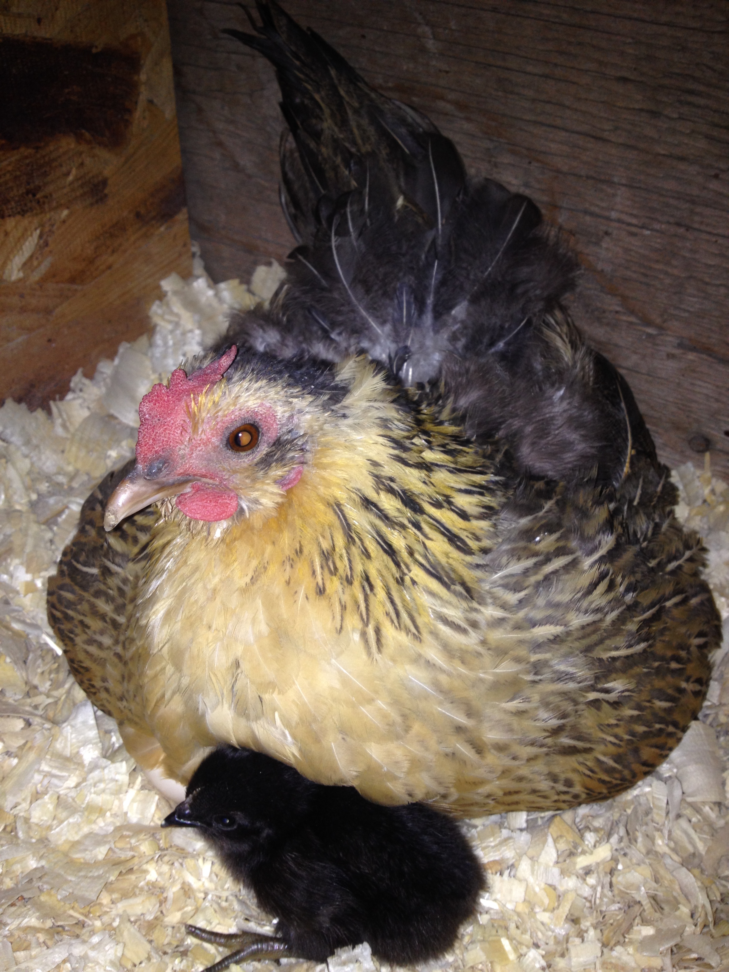 Our little bantam named Golden Girl went broody a few weeks ago and yesterday her first baby was born!