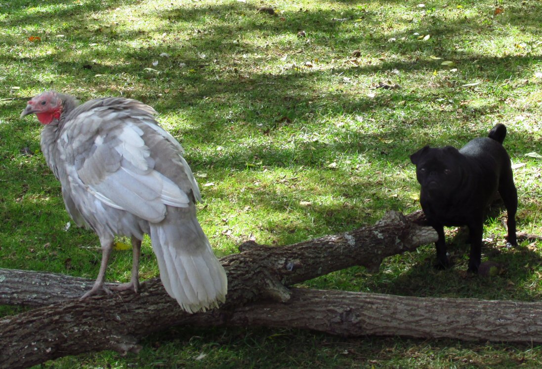 Our little black pug princess finally got the turkey up in a tree. These turkeys are the sweetest and get along famously with our other pets