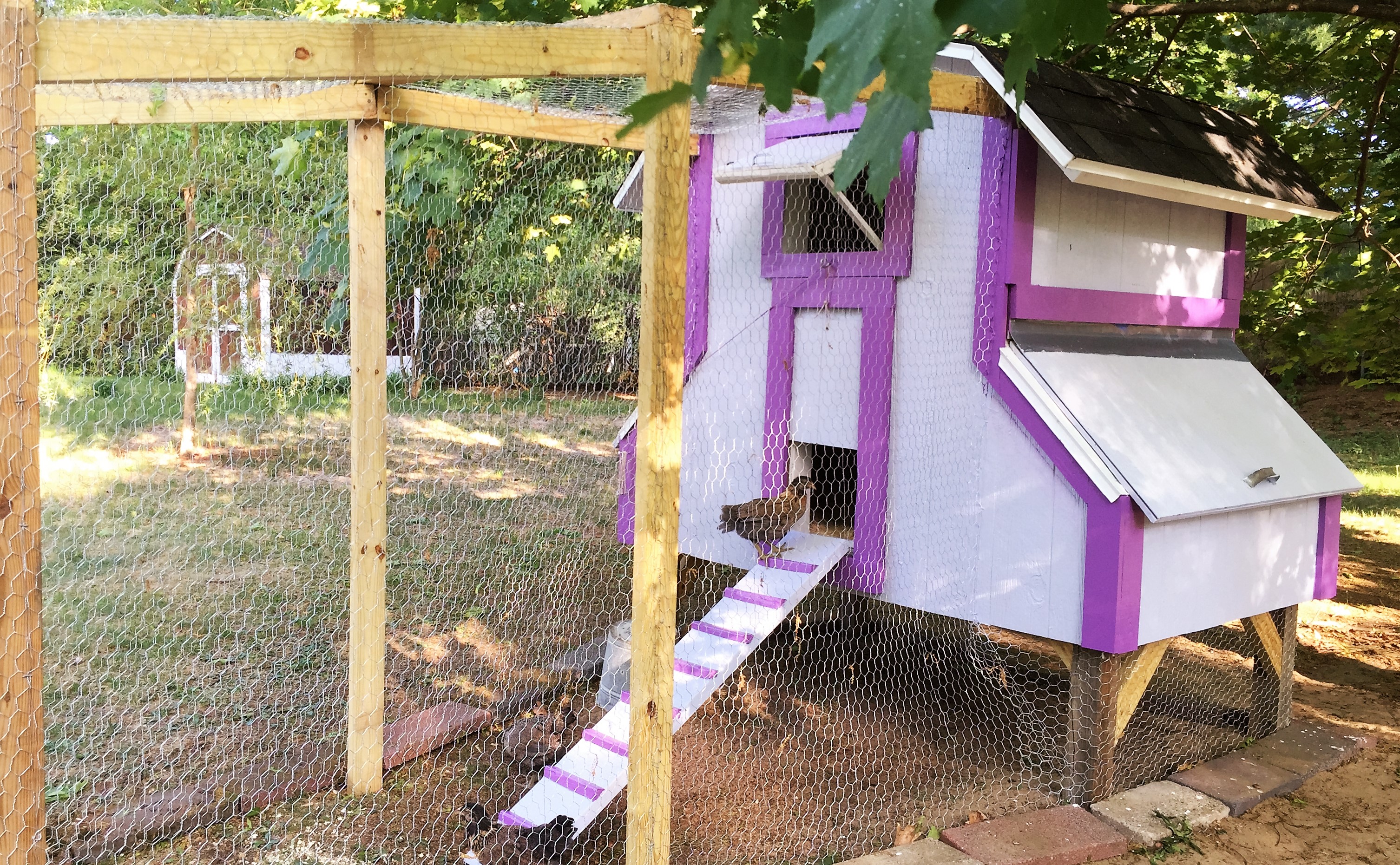 Our little coop and run