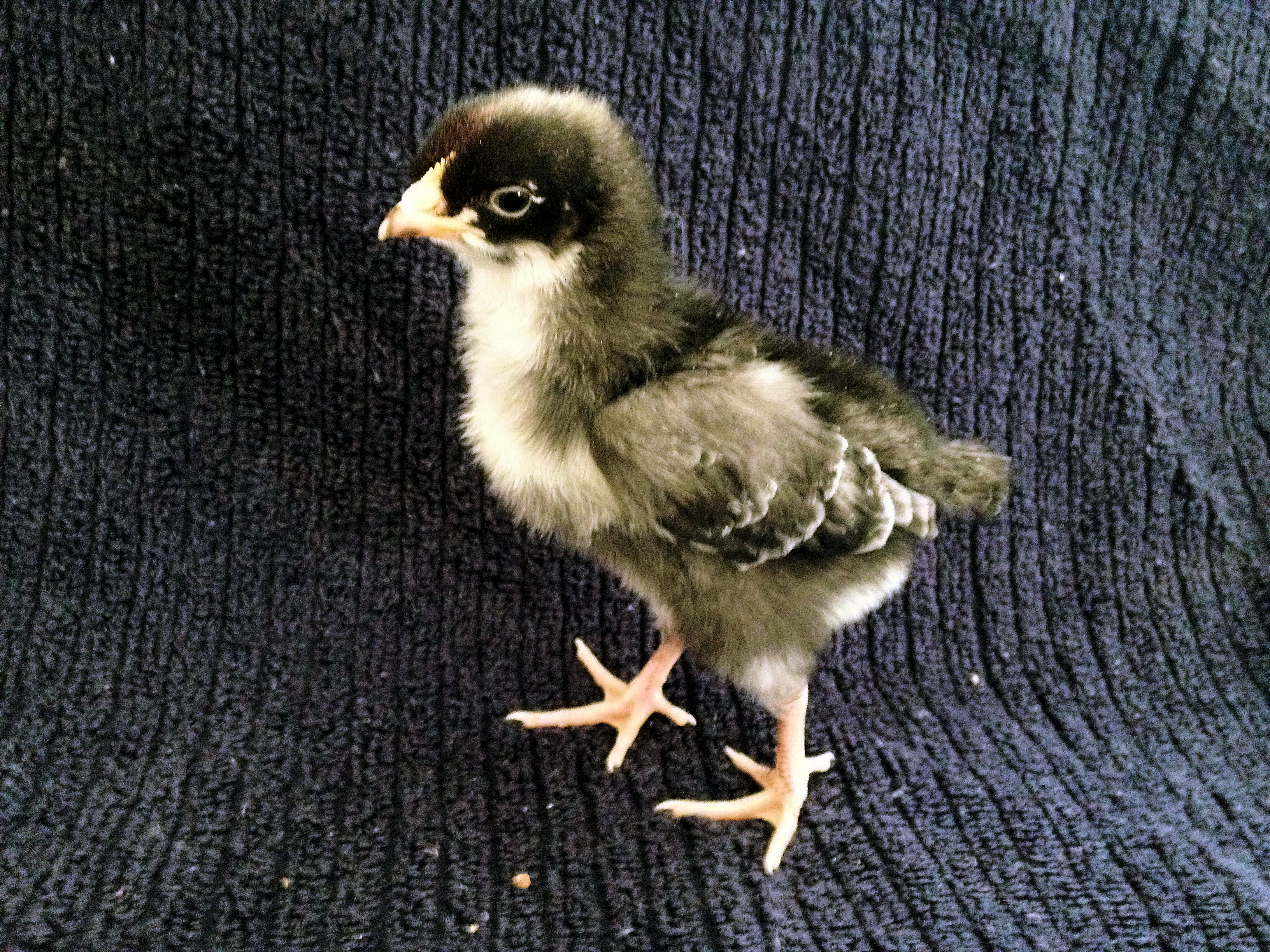 Our Little cuckoo maran