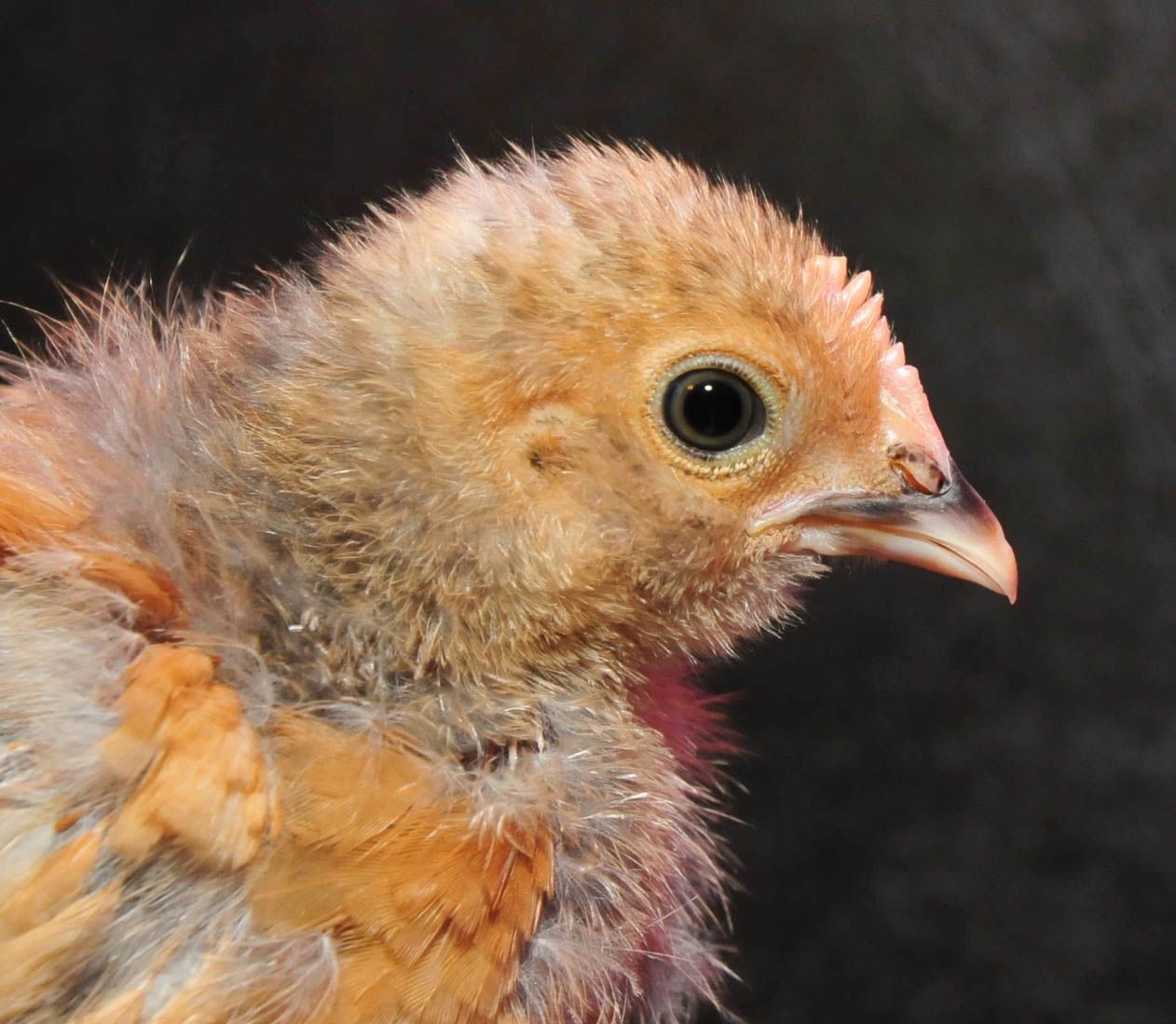 Our little D'uccle, 2 weeks old here.  Hoping he is a she!