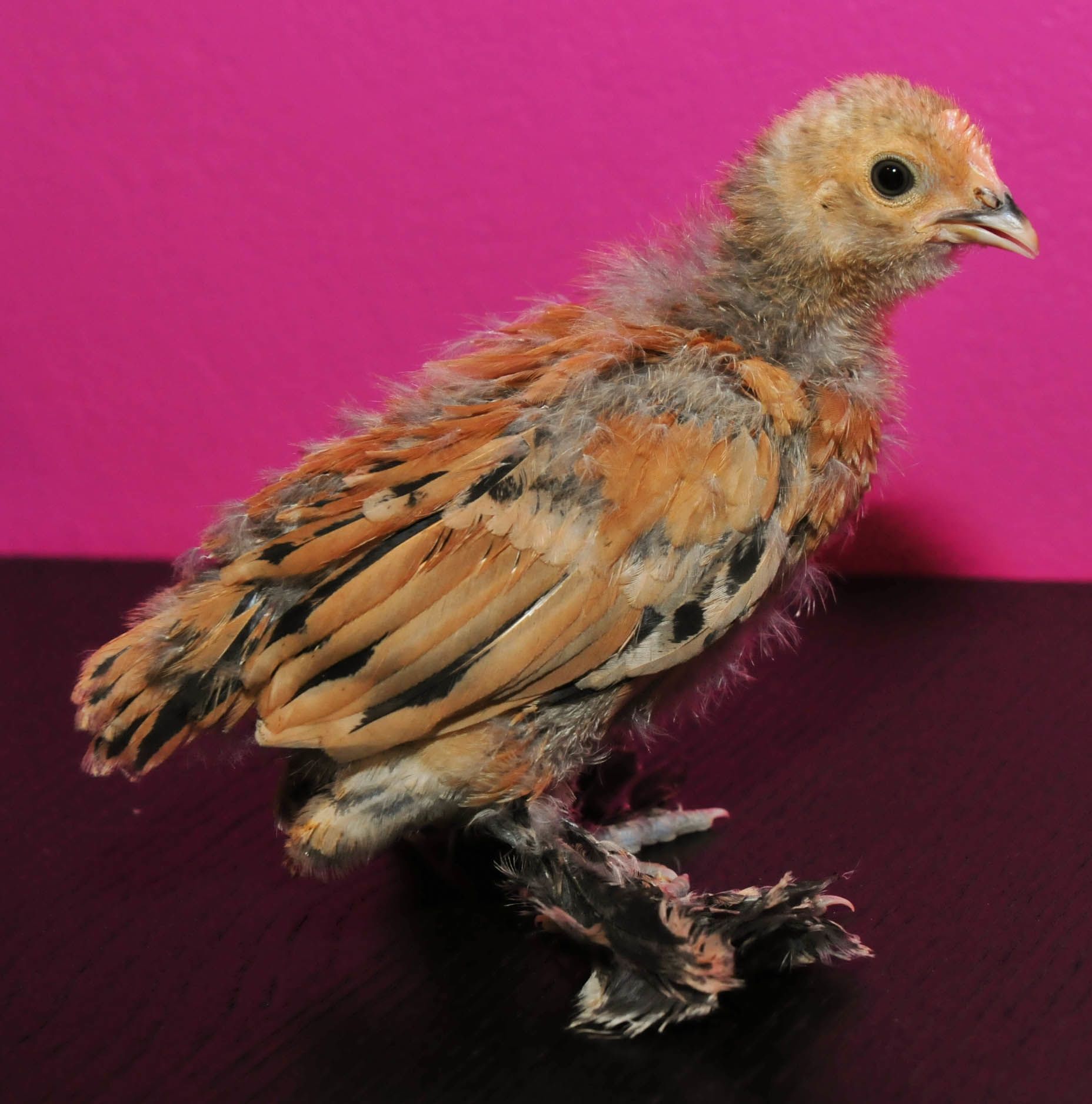 Our little D'uccle, 2 weeks old here.  Hoping he is a she!