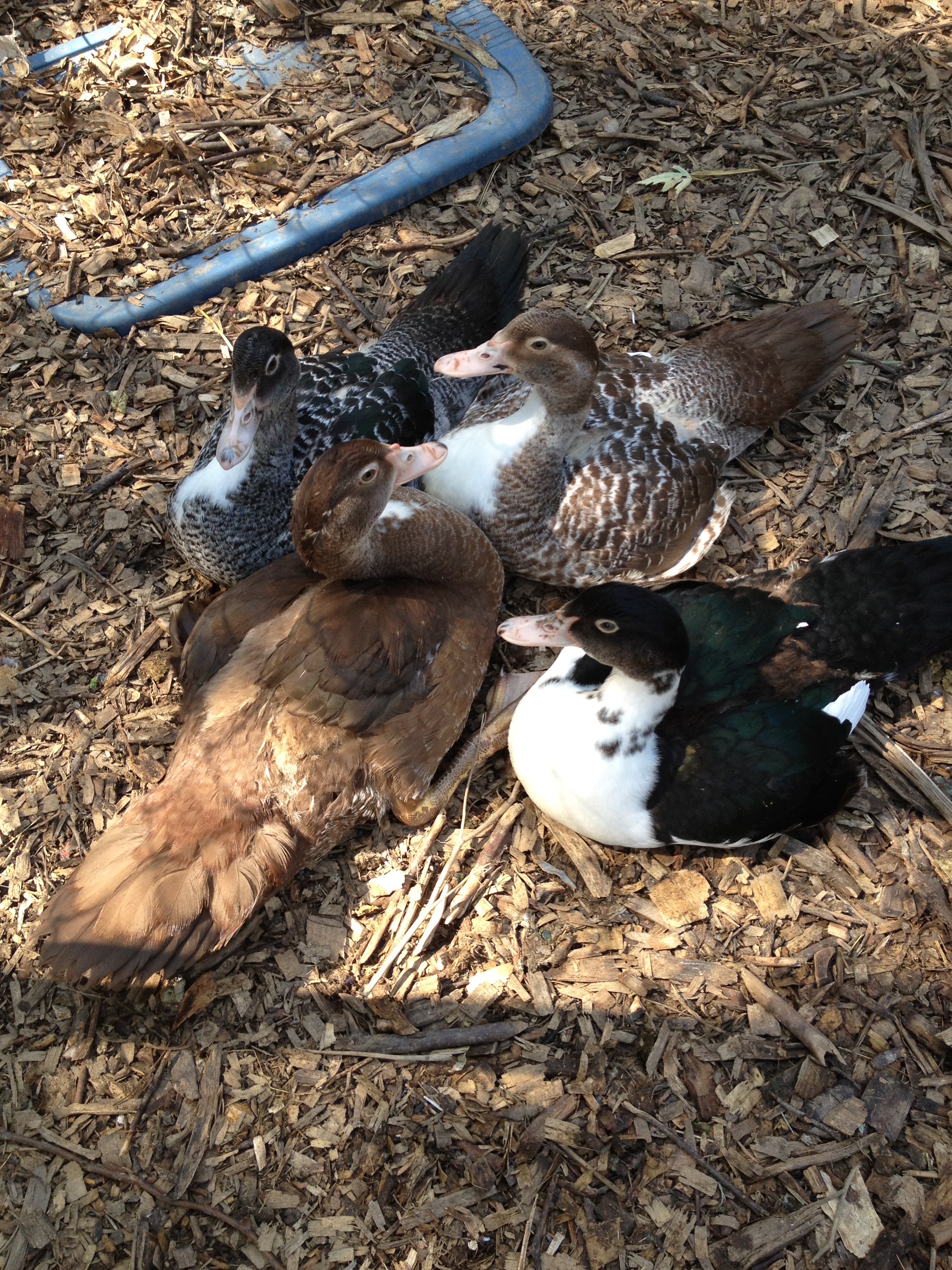 Our little ducks