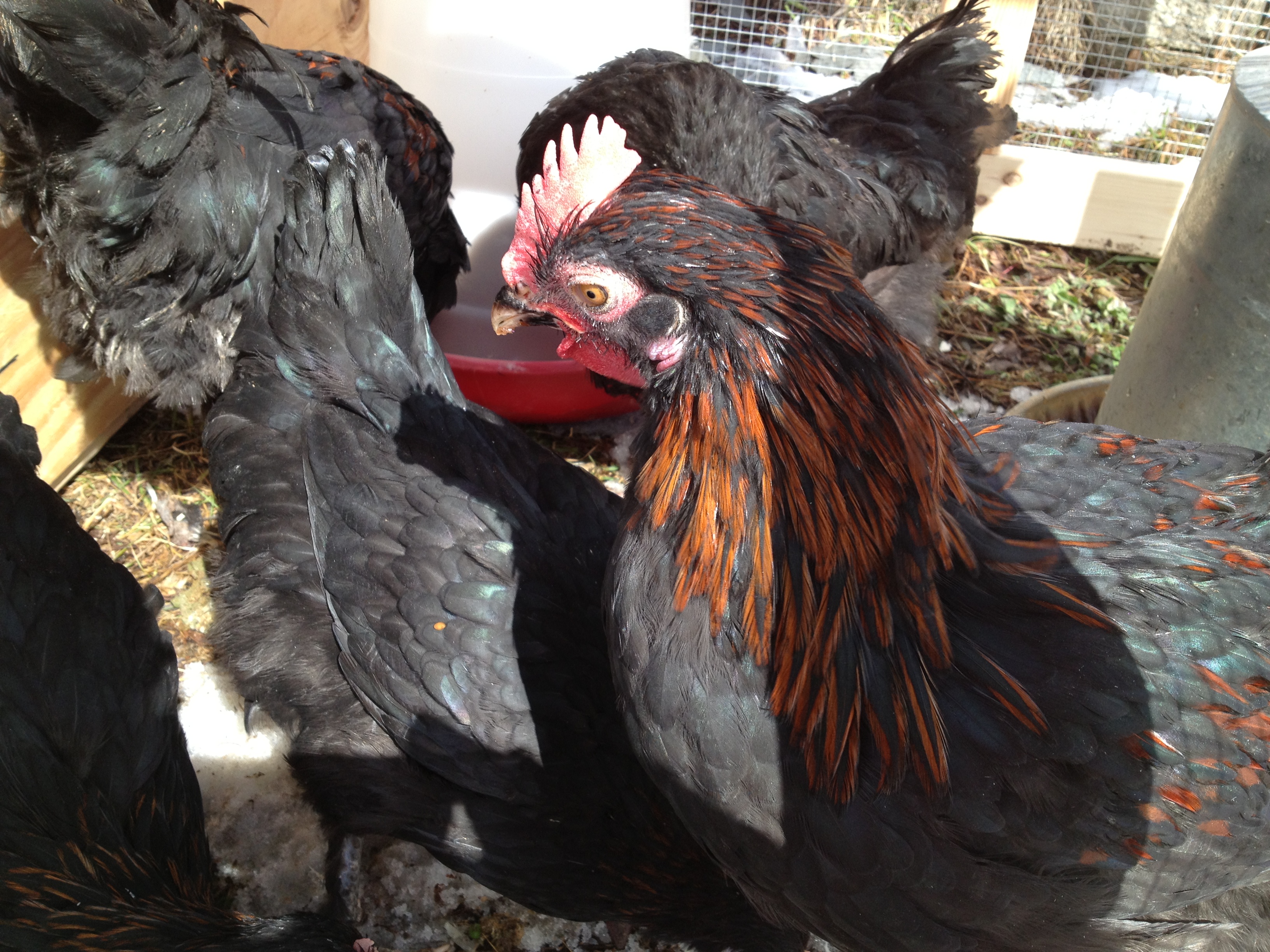 Our little flock of Marans