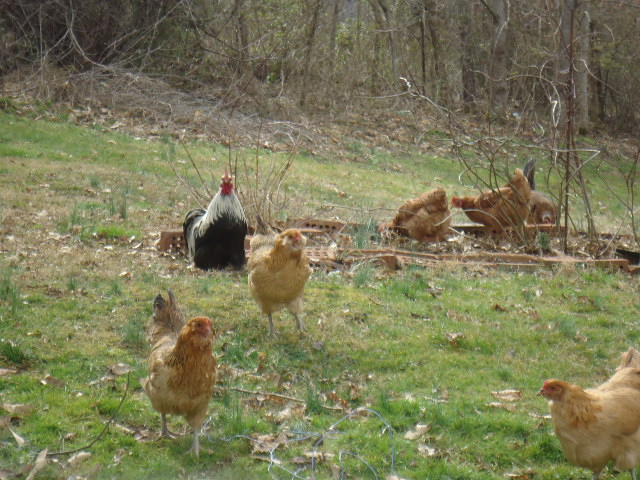 Our little flock