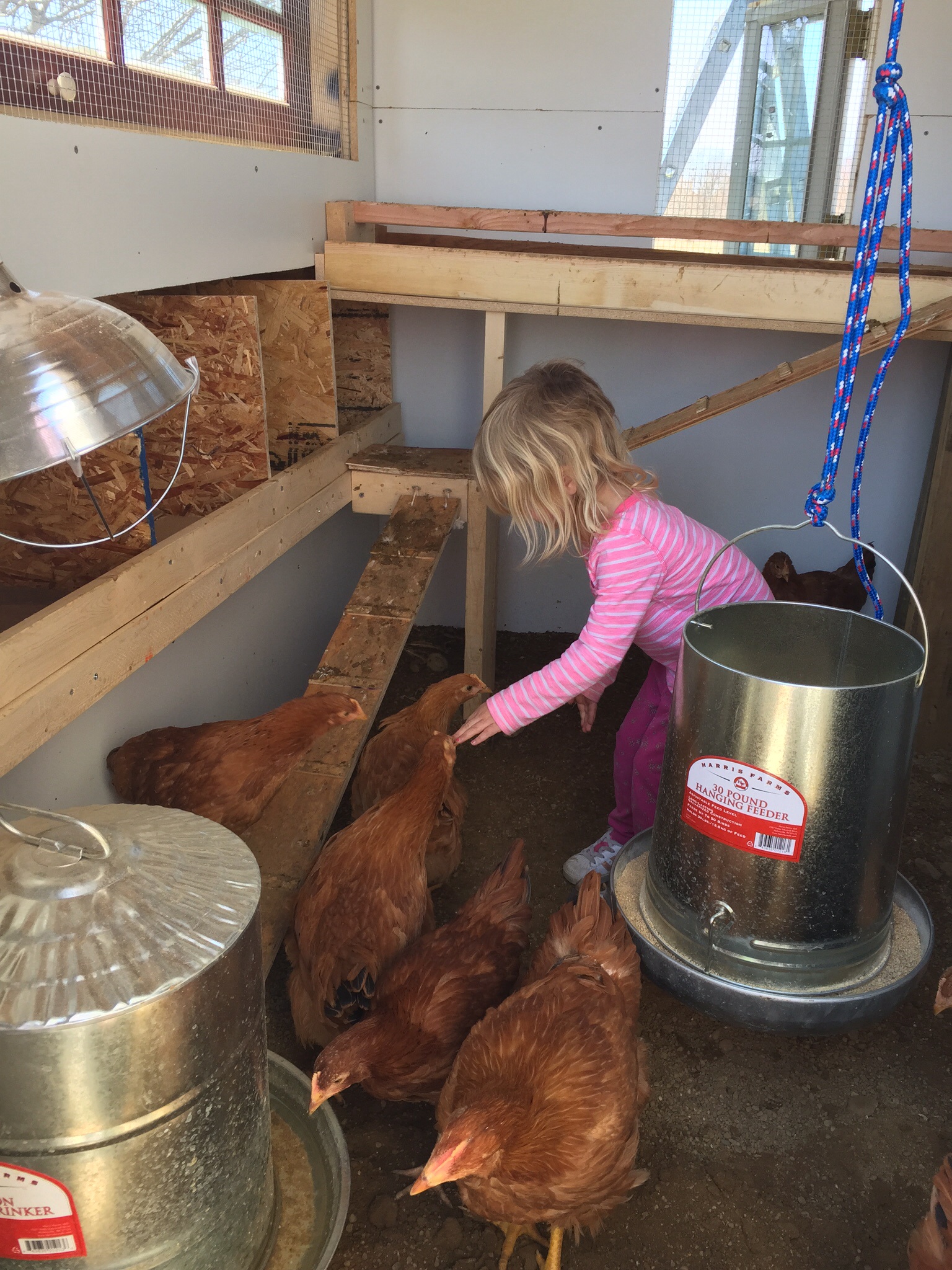 Our little four year old trying to tell the chickens what to do.